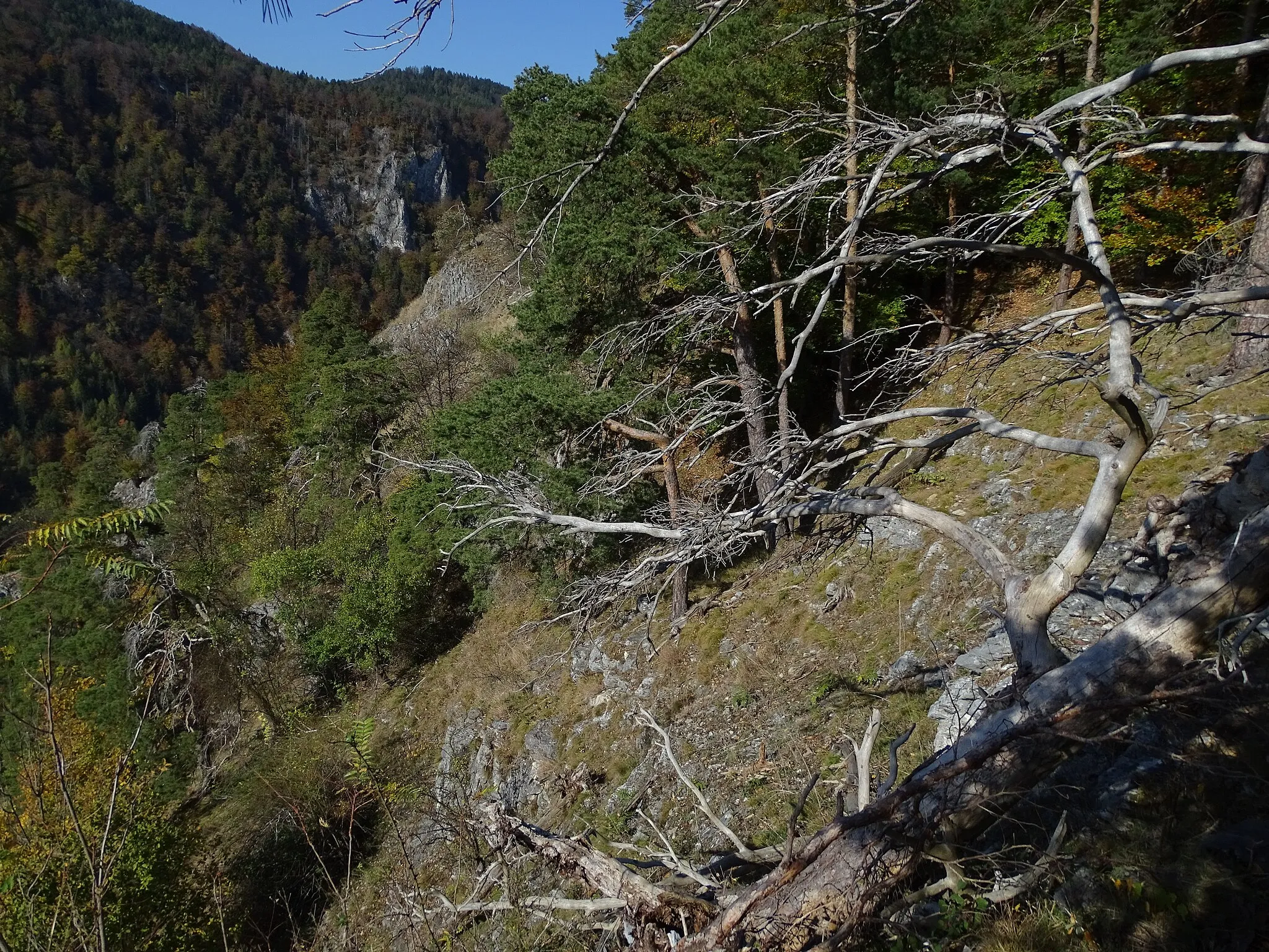 Photo showing: This media shows the nature reserve in Styria  with the ID NSG 43 c.