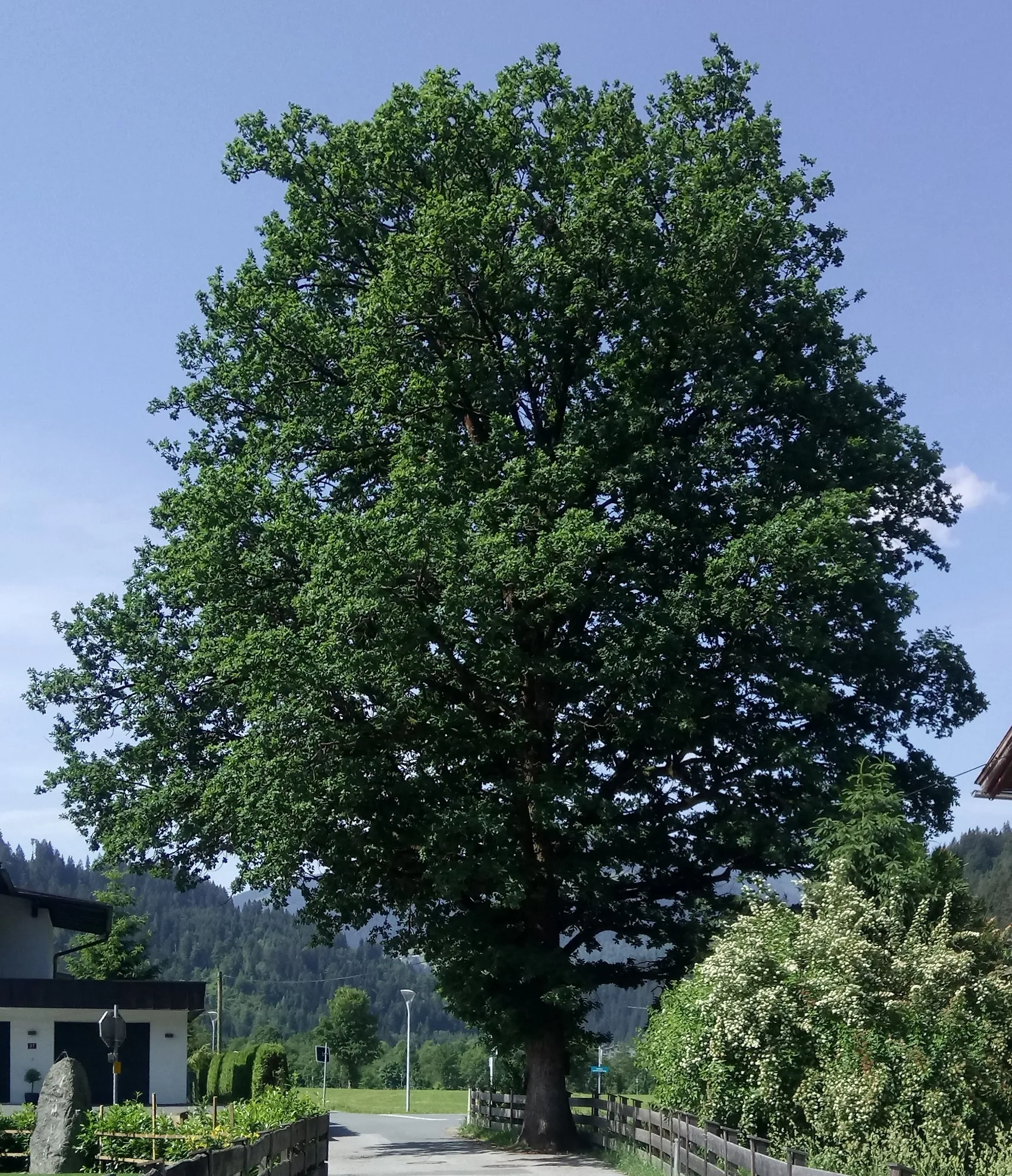 Photo showing: This media shows the natural monument in the Tyrol  with the ID ND_4_16.