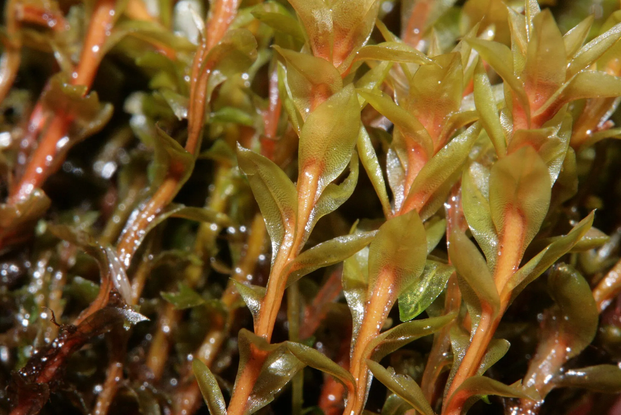 Photo showing: Bryum weigelii