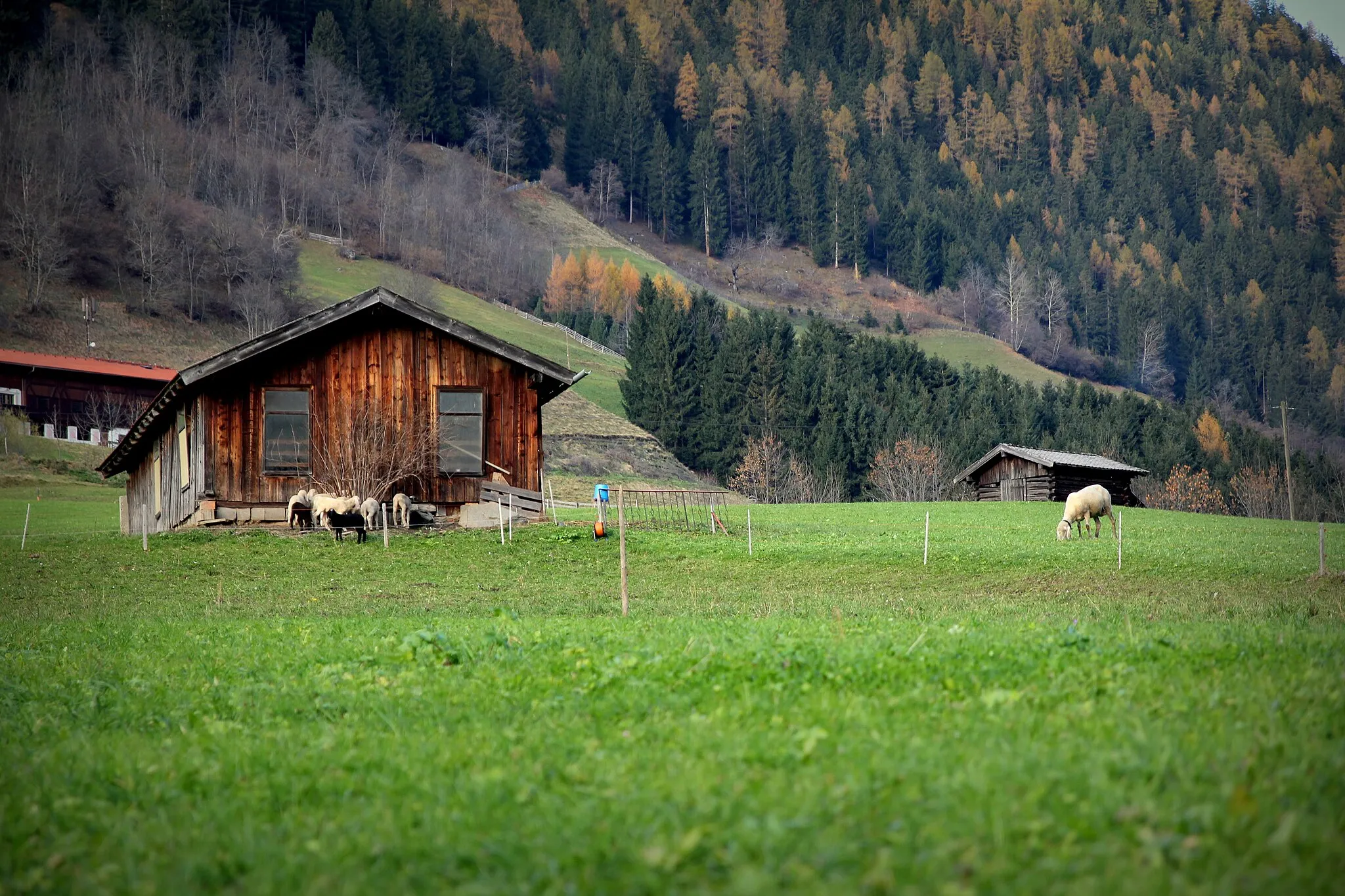 Photo showing: Neustift im Stubaital, sheeps on pasture