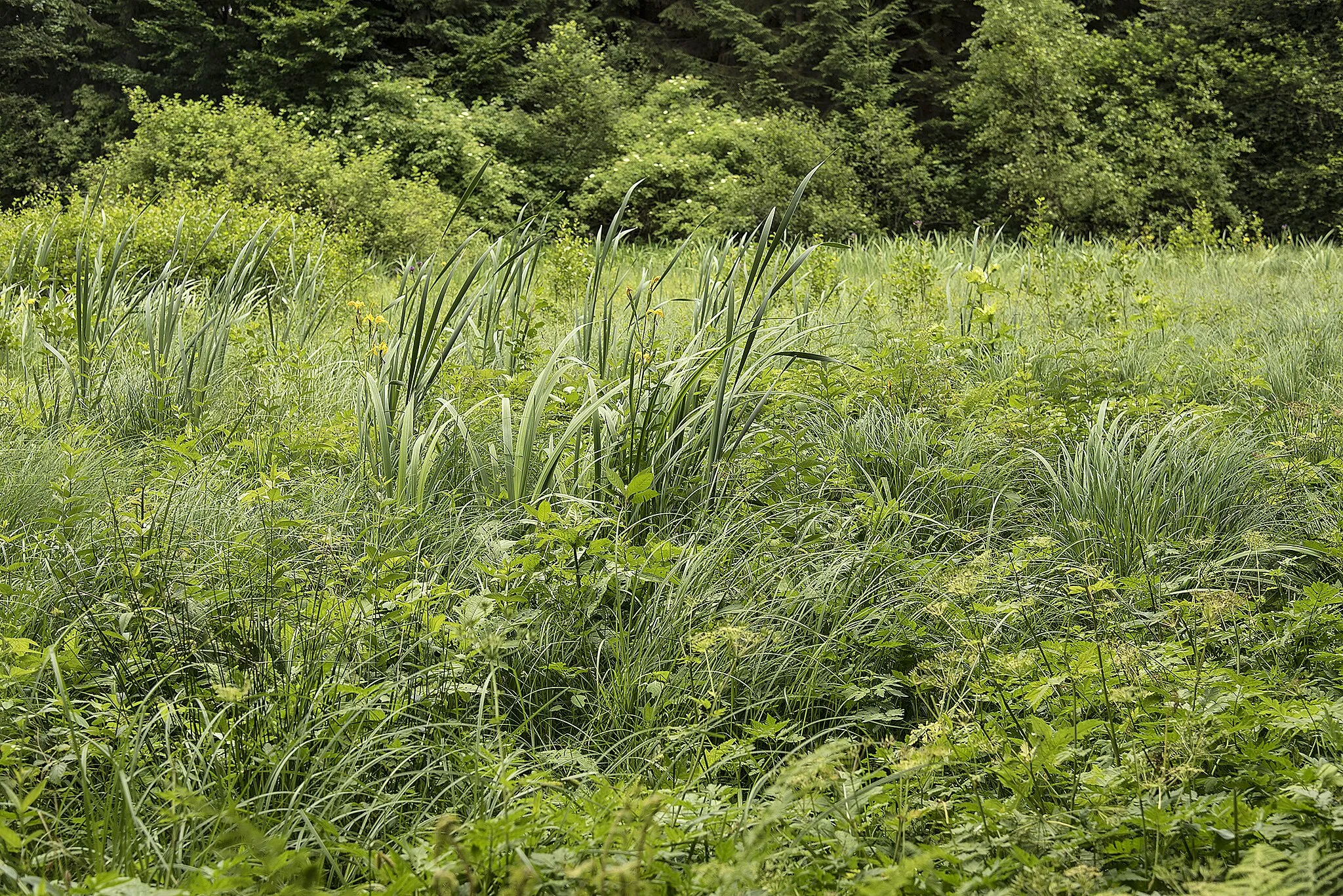 Photo showing: This media shows the natural monument in the Tyrol  with the ID ND_5_30.