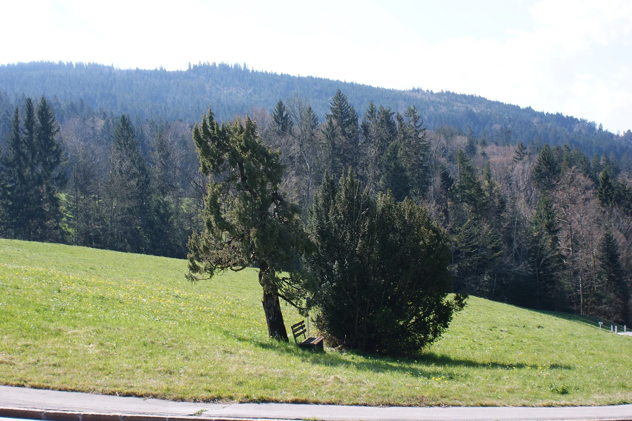 Photo showing: Tree-shaped juniper (Juniperus communis) in Ammenegg in Dornbirn, Vorarlberg, Austria.