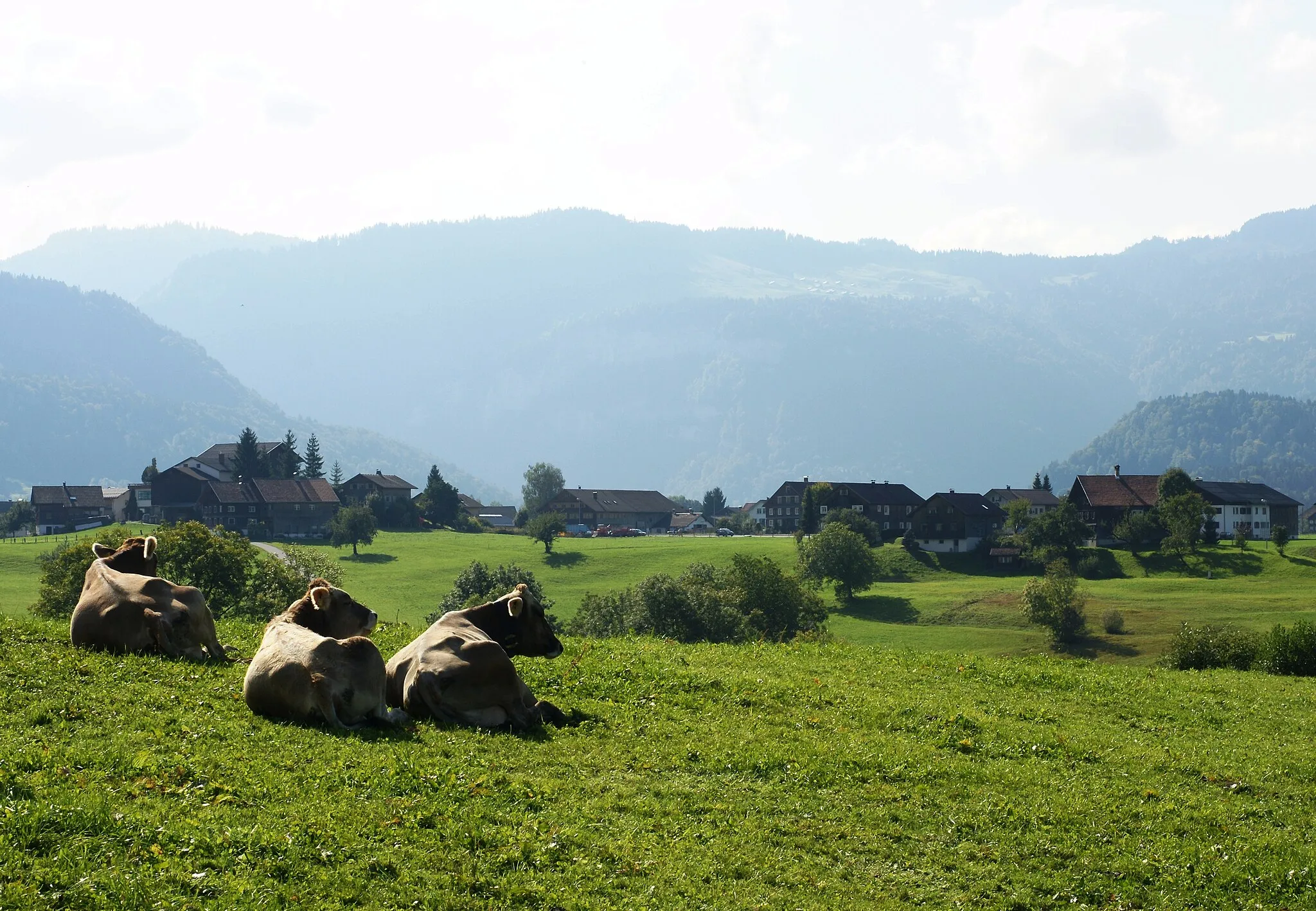 Photo showing: Blick von Hüngen bei Egg auf die Ortsteile Kalchern und Hof von Andelsbuch. In Front Braunvieh (cattle).