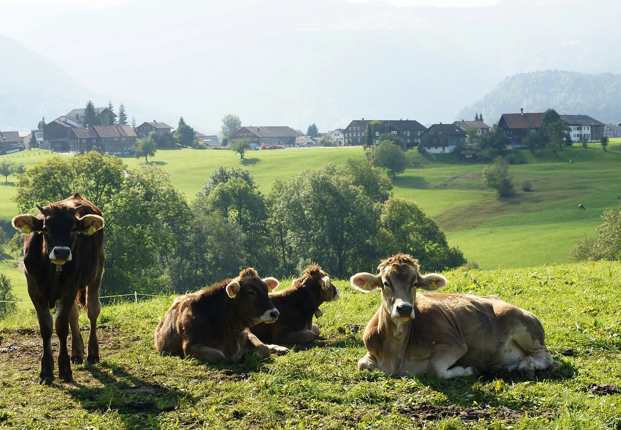 Photo showing: Blick von Hüngen bei Egg auf die Ortsteile Kalchern und Hof von Andelsbuch. In Front Braunvieh (cattle).