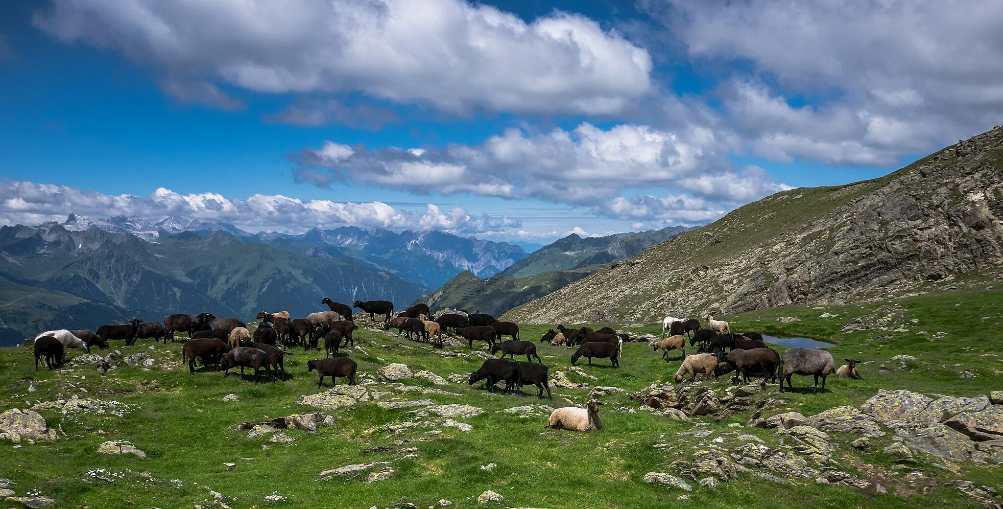 Photo showing: Sheep below the summit of Augstenberg. Vorarlberg, Austria