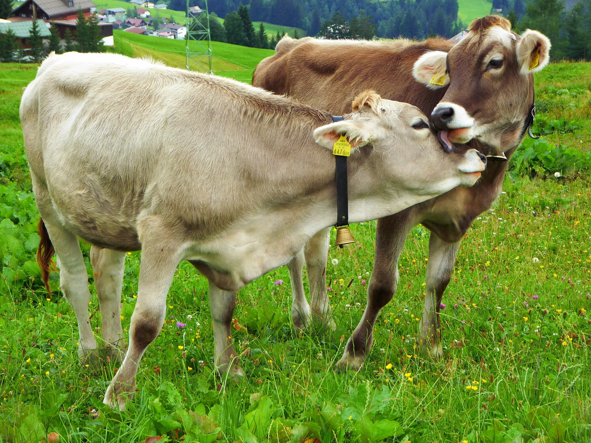 Photo showing: Leck mich: Zärtlichkeit der Rinder