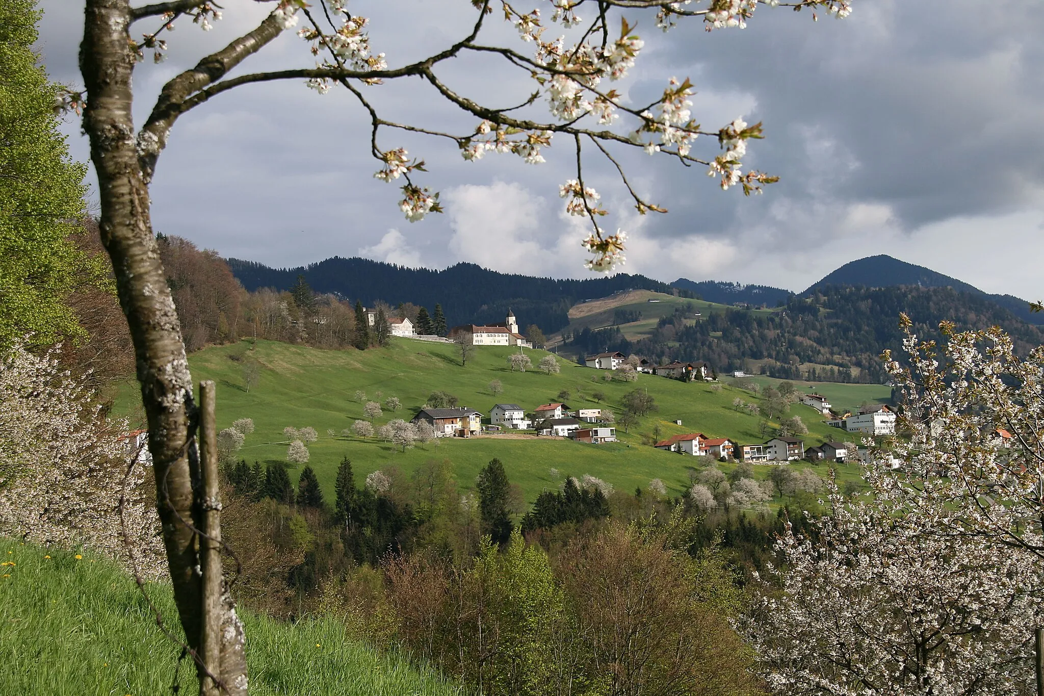 Photo showing: Blick über die Kirschbäume von Fraxern in Vorarlberg hinüber zum Viktorsberg. Die Kirschblüte hat begonnen.