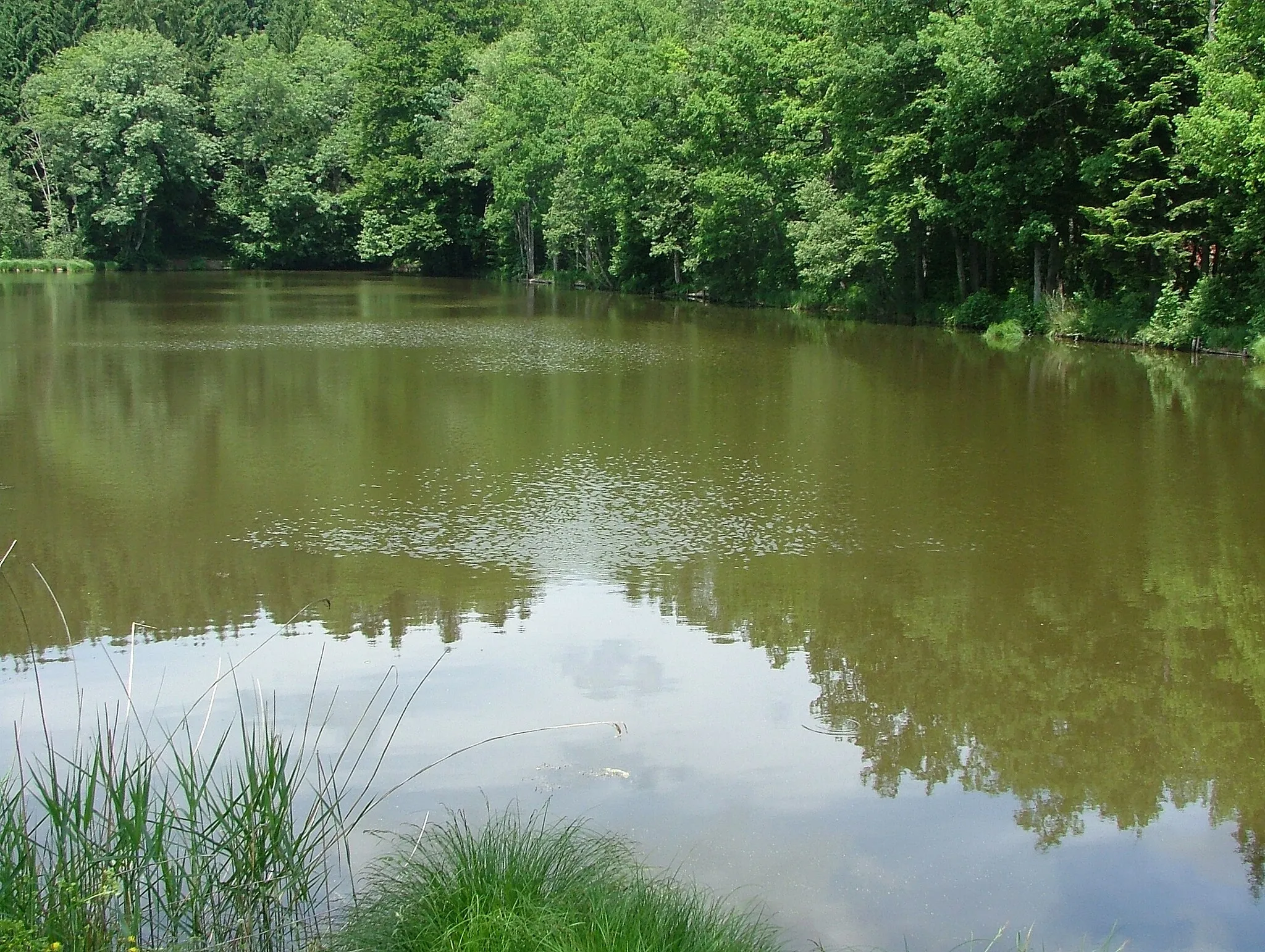 Photo showing: Großholzleute Hengles Weiher