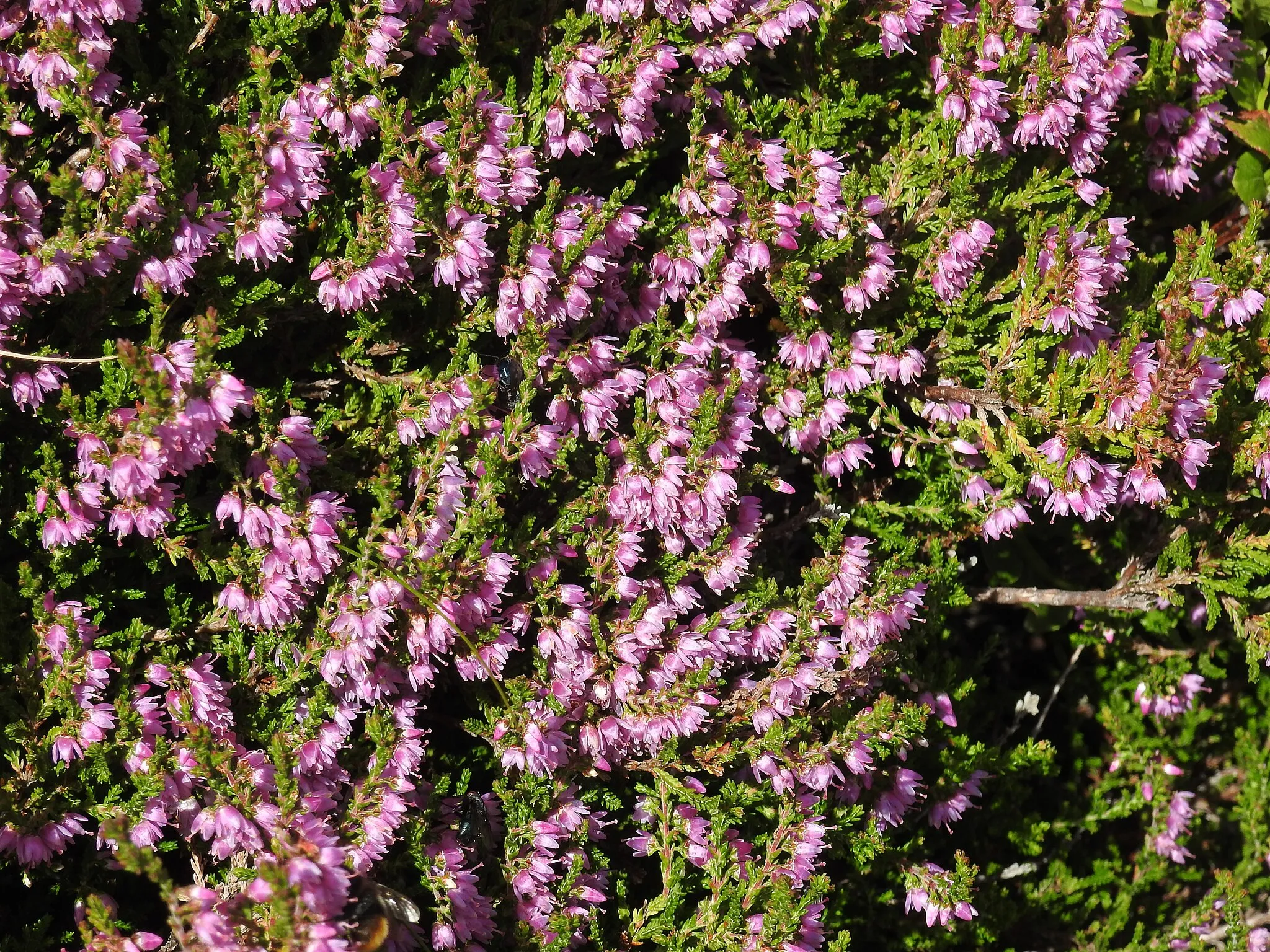 Photo showing: Heather (Calluna vulgaris), mountain area near Faschina, Vorarlberg, Austria