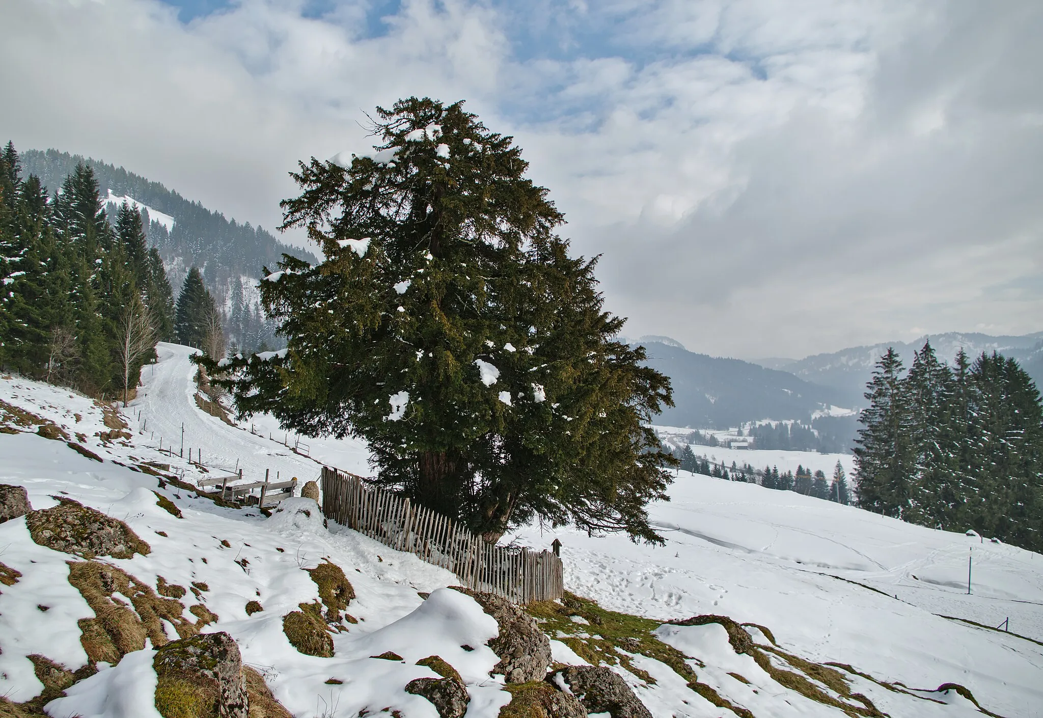 Photo showing: Naturdenkmal "Alte Eibe" in Balderschwang im Naturpark Nagelfluhkette im Allgäu. Nach manchen Quellen ist die Eibe über 2000 Jahre alt und wird als der älteste Baum Deutschlands vermutet