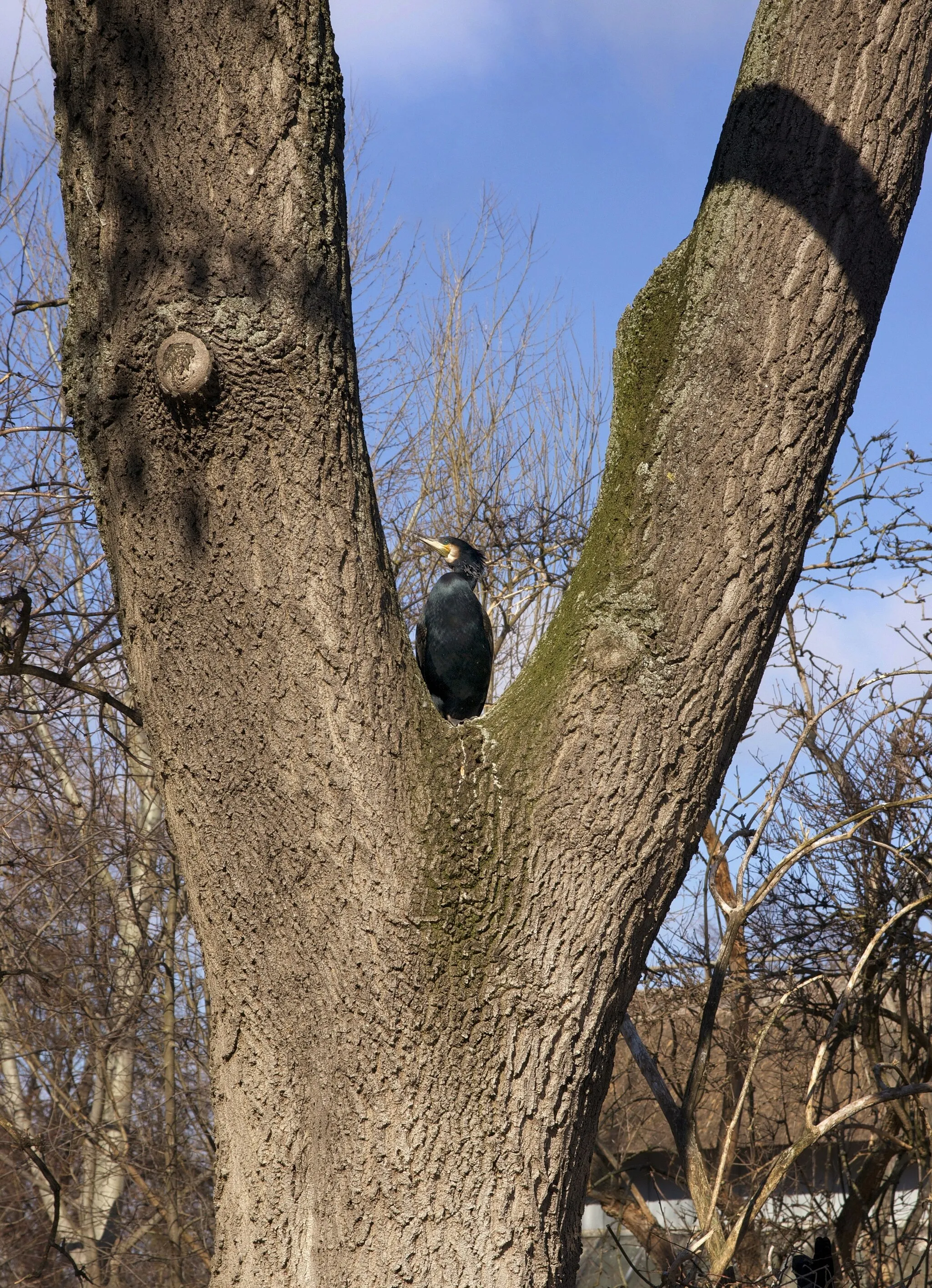 Photo showing: A Phalacrocorax carbo on a tree in the Zoological garden of Schönbrunn, Vienna, Austria. Great cormorant (Phalacrocorax carbo)