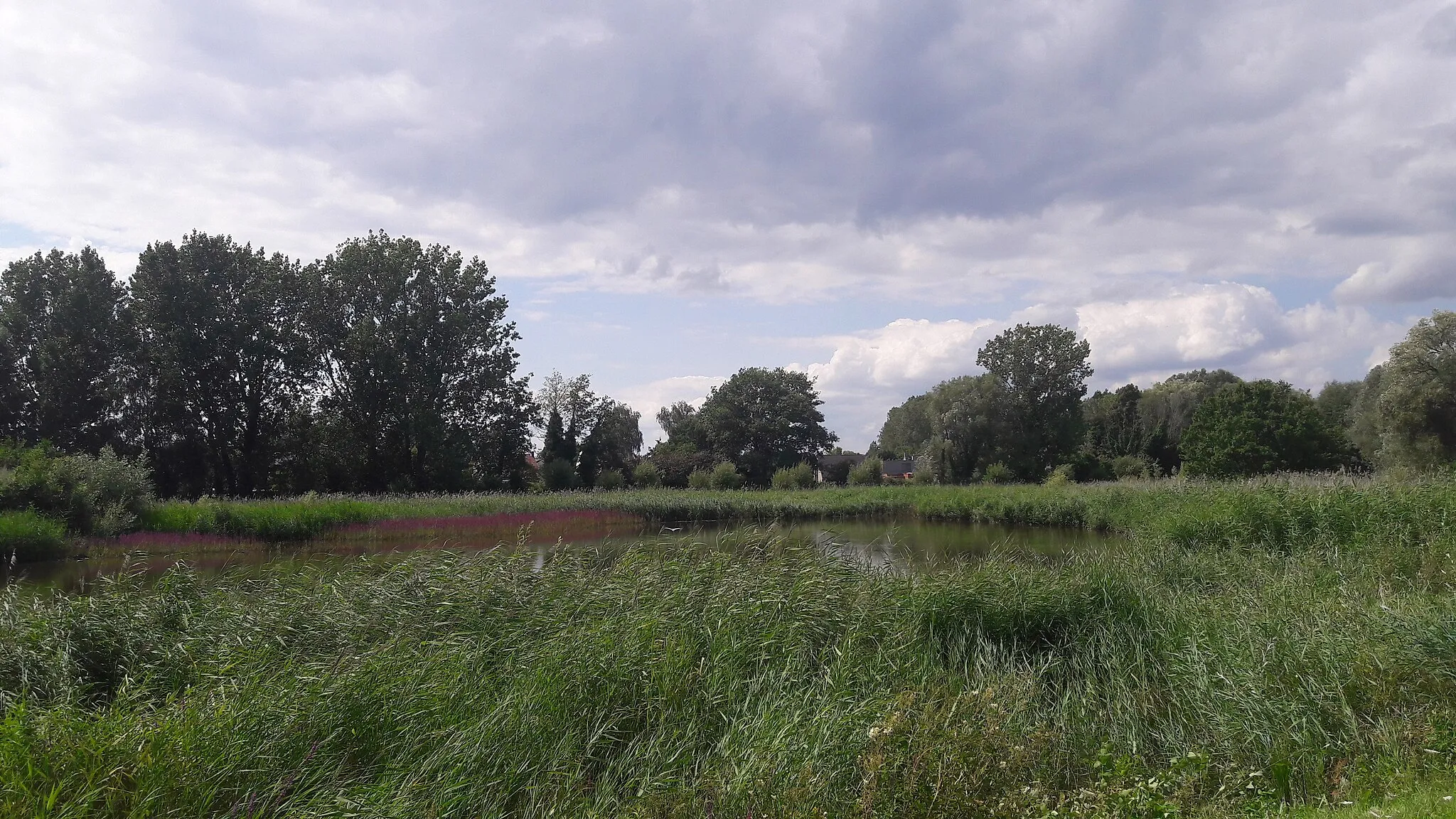 Photo showing: Water basin, partly overgrown with reeds