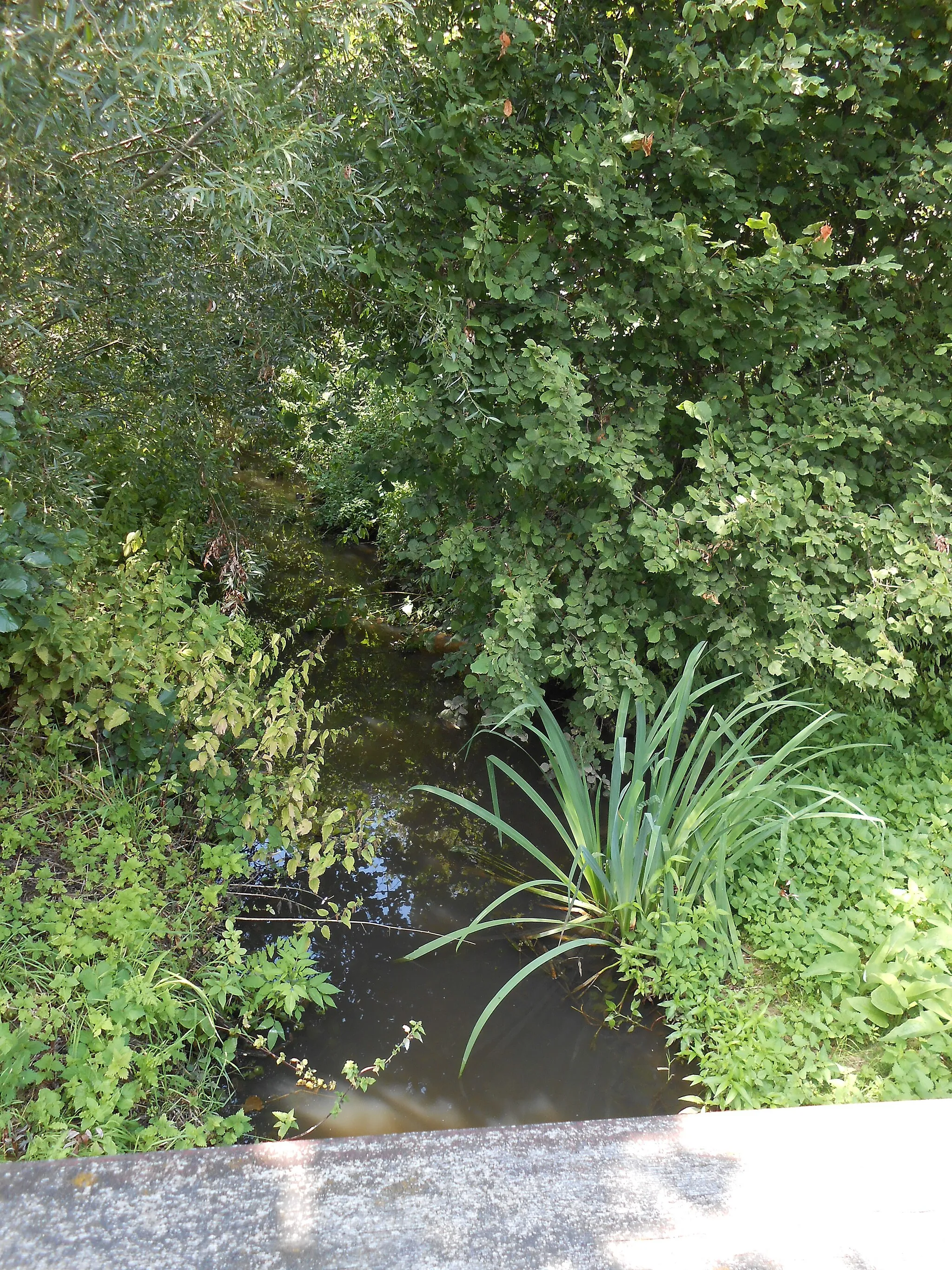 Photo showing: Itterbeek, partly overgrown