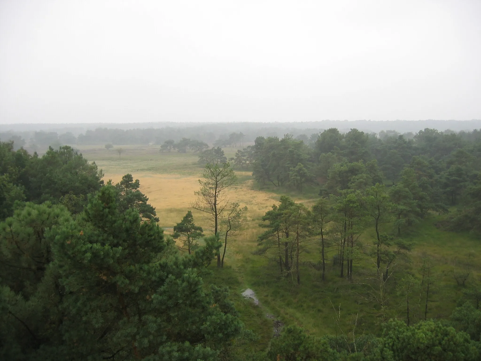 Photo showing: View of the heath of Kalmthout (Kalmthoutse heide), picture taken on top of watchtower by Tim Bekaert (Sep 11, 2005)