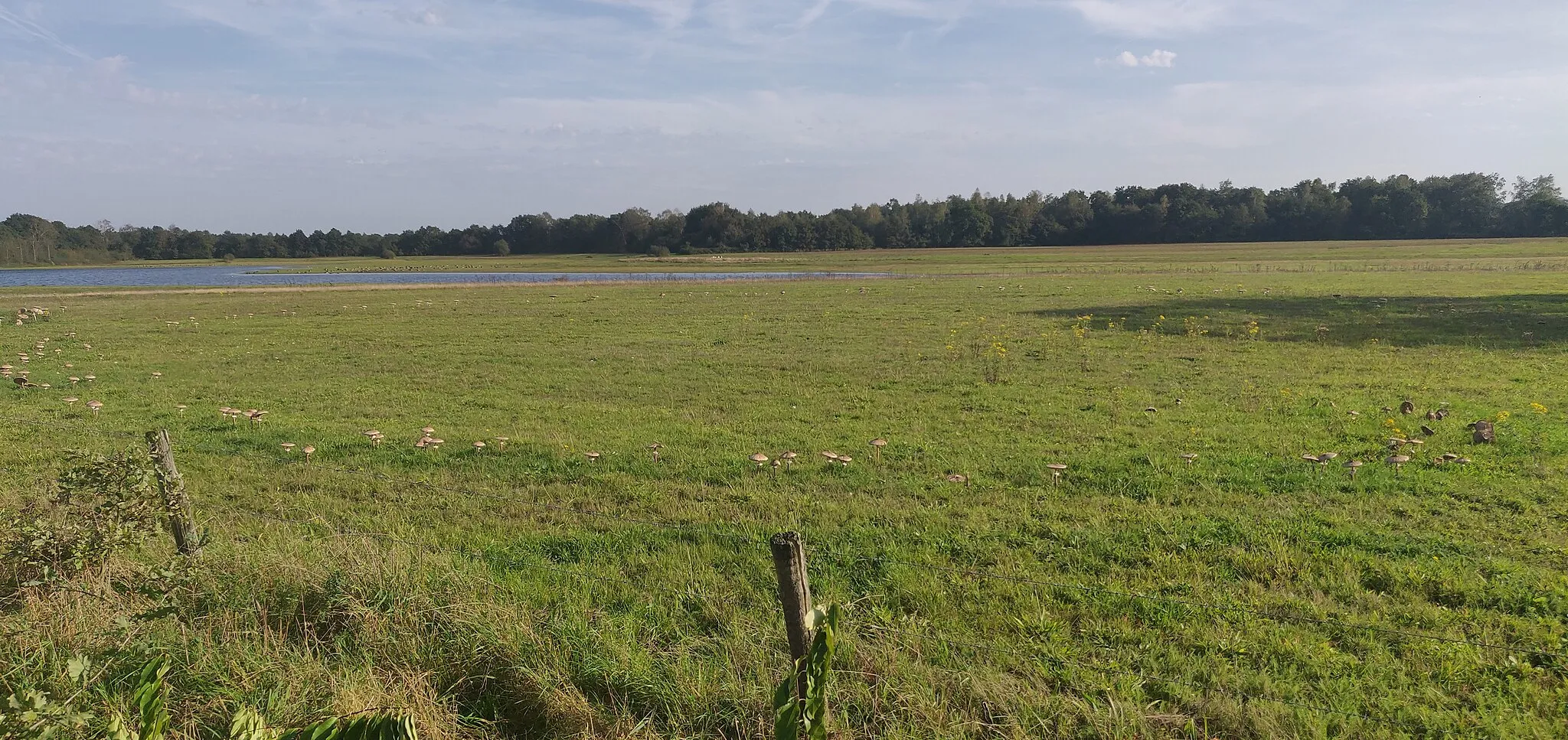 Photo showing: Heksenkring met een diameter van meer dan 20m bij het Beleven in Reusel (Nederland)