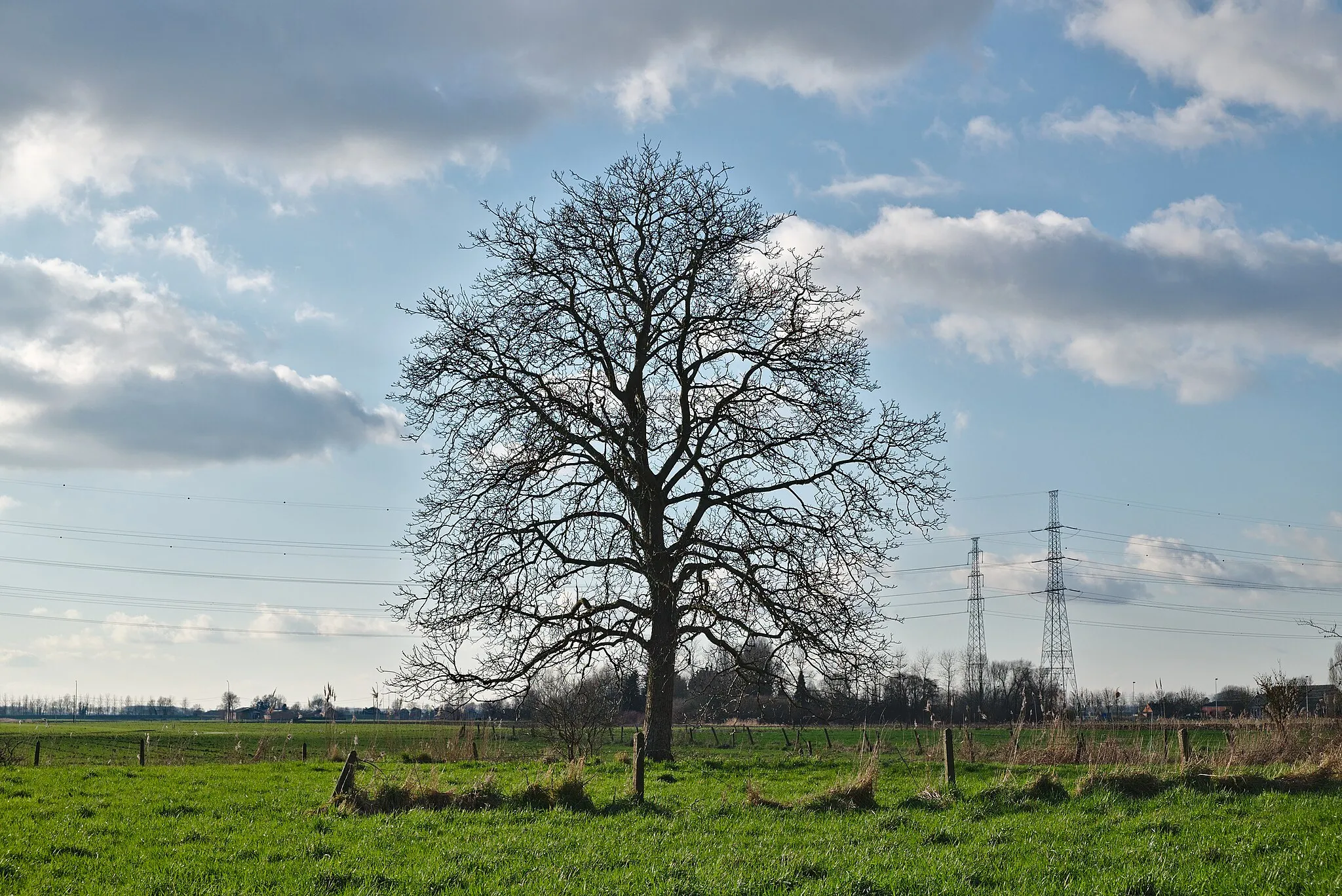 Photo showing: A tree South of Doel, Belgium