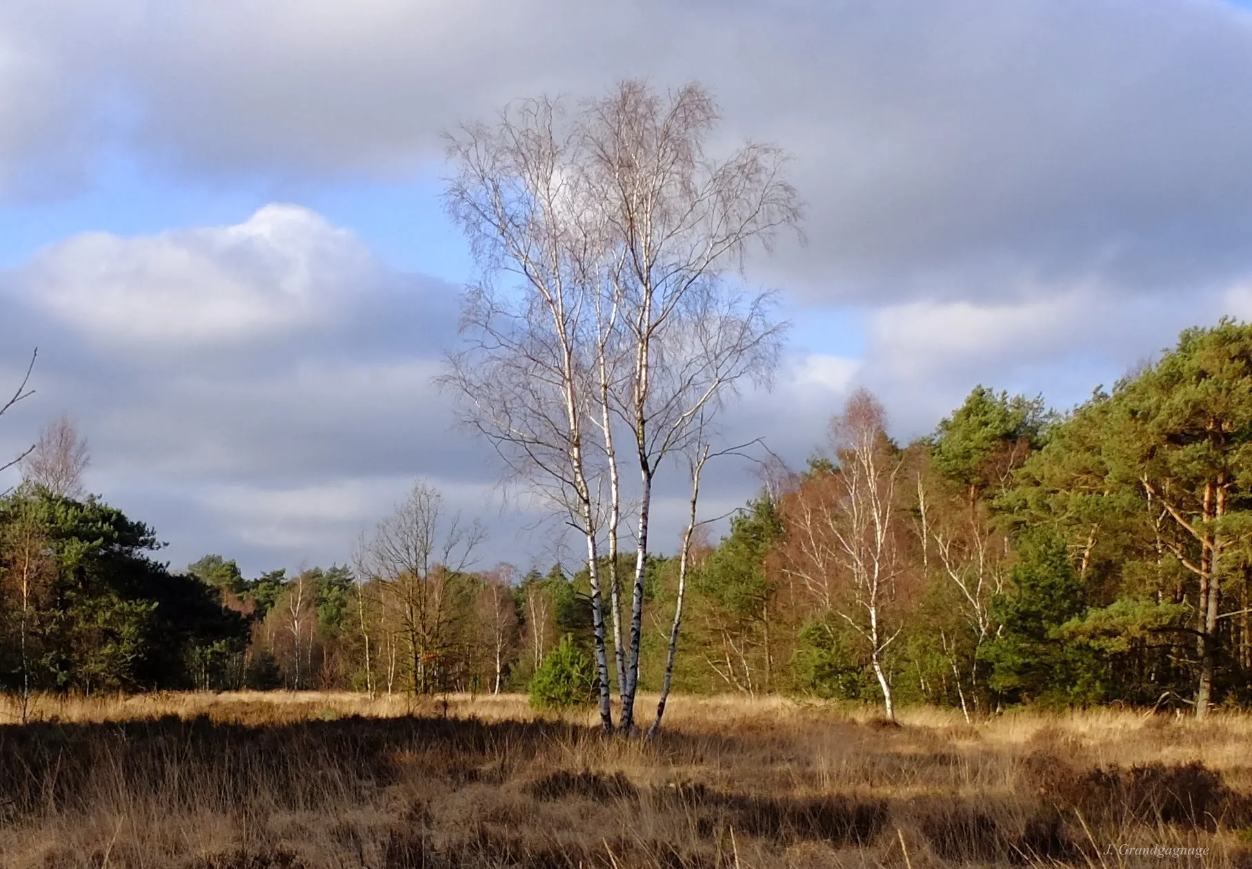 Photo showing: Kalmthoutse Heide in February with birches in the sunlight