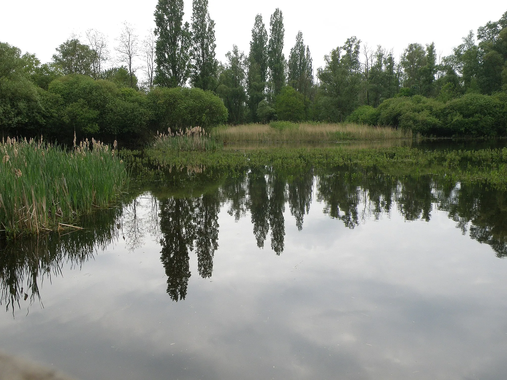 Photo showing: Antwerpen, België. District Hoboken. Natuurgebied Hobokense Polder.