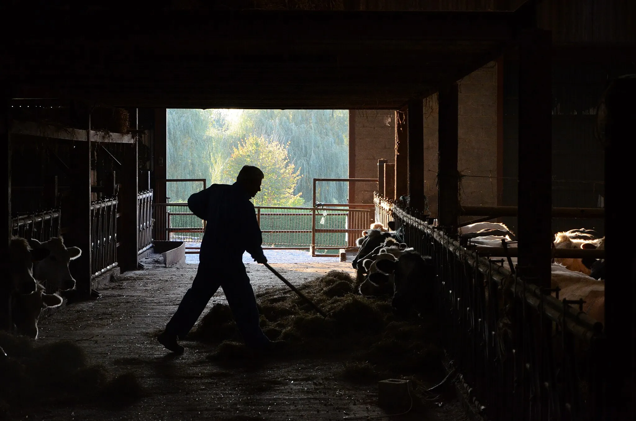 Photo showing: Silhouette of a man distributing hay in a cattle house of a farm in Forville, Wallonia, Belgium