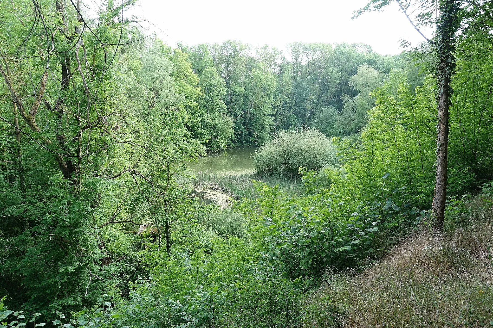 Photo showing: Natuurreservaat du Paradis rond oude steengroeve bi Orp-le-Petit in Orp-Jauche België.