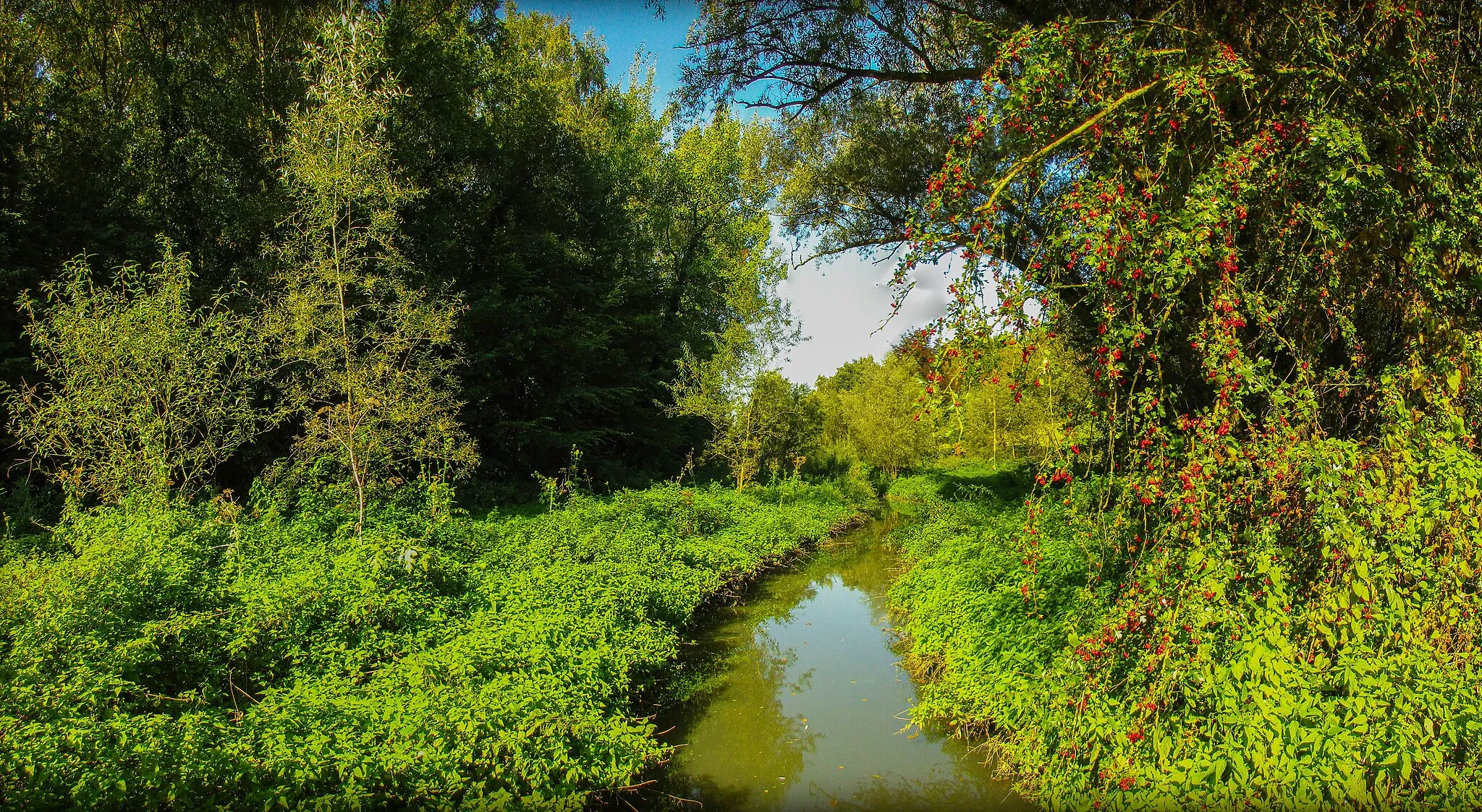 Photo showing: Le ruisseau Tintia, affluent du Piéton. Réserve naturelle et ornithologique de Viesville.