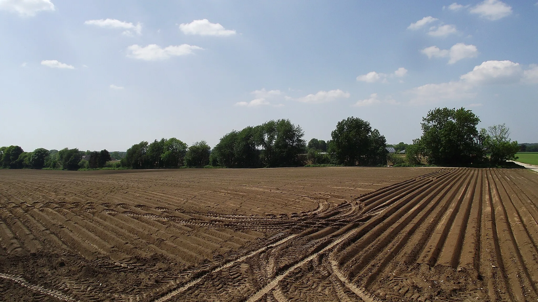 Photo showing: Ex-buurtspoorwegroute (de rij bomen) Sart-Risbart - Gembloux in het gebied van de gemeente Chaumont-Gistoux.