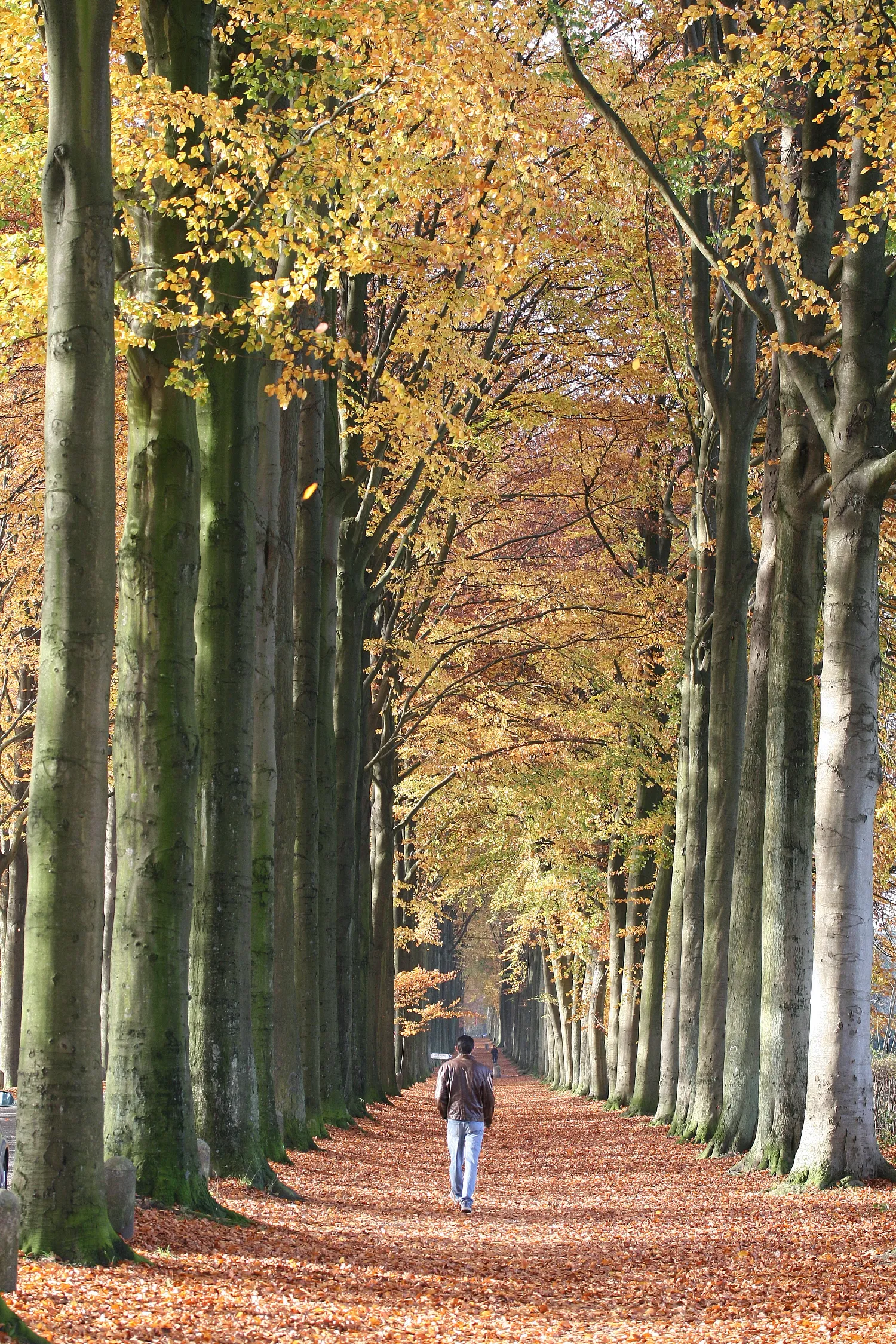 Photo showing: La Hestre (Belgium), the European beech of Mariemont.