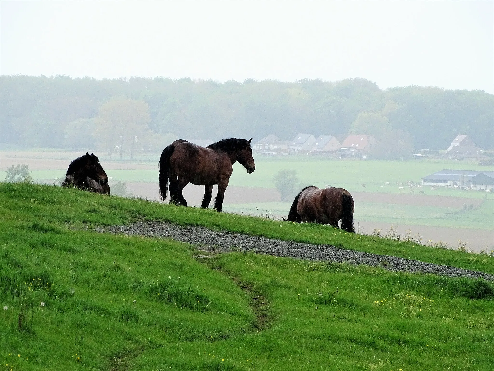 Photo showing: Het Brabants trekpaard op de Congoberg in Vollezele