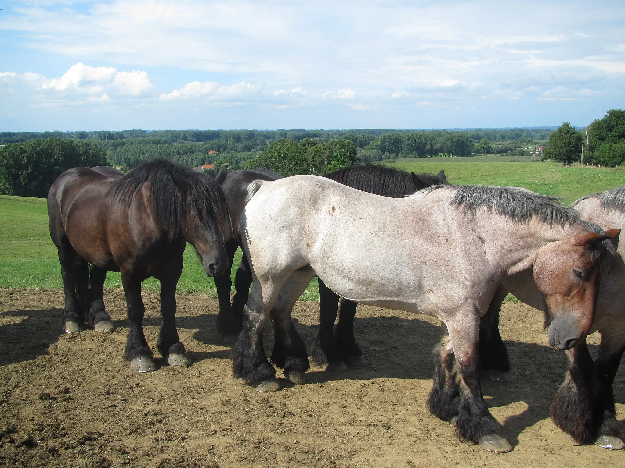 Photo showing: Belgische trekpaarden in weiden op de Congoberg te Vollezele. De provincie Vlaams-Brabant plaatste hier ook een infobord over het Belgisch trekpaard.