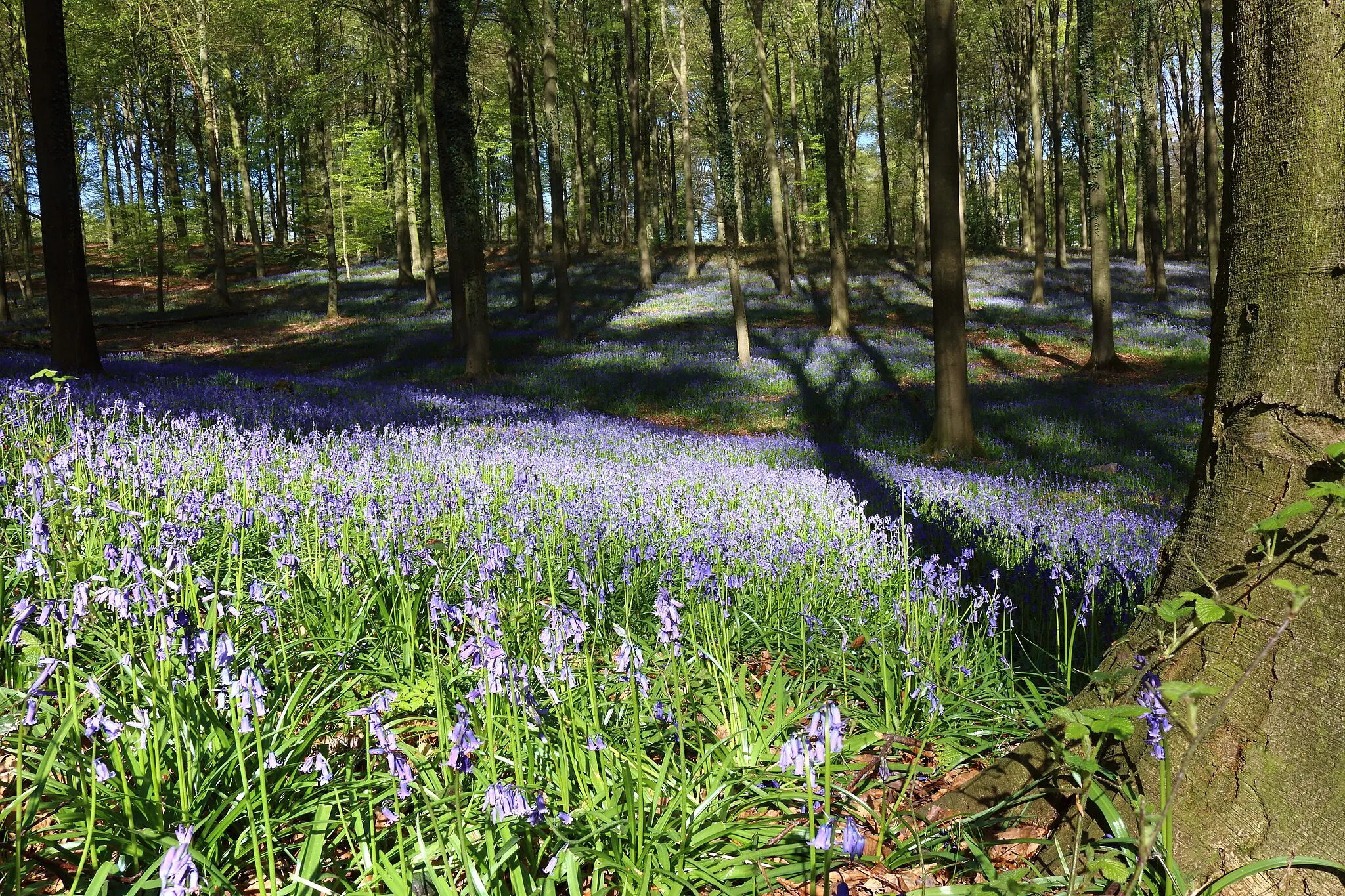 Photo showing: Bluebells in the Brakelbos nature reserve, Brakel, Belgium