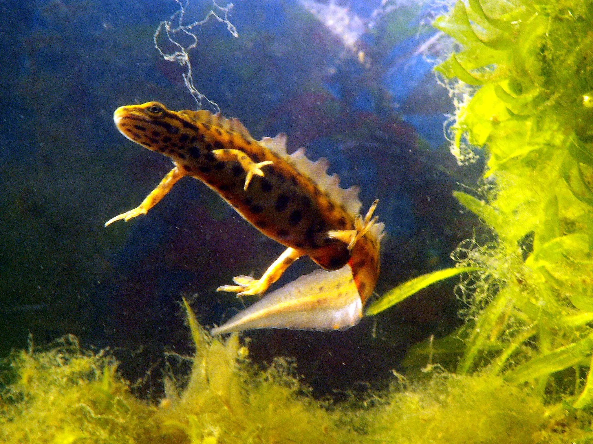 Photo showing: Male Smooth Newt (Lissotriton vulgaris aka Triturus vulgaris) during breeding season the Netherlands