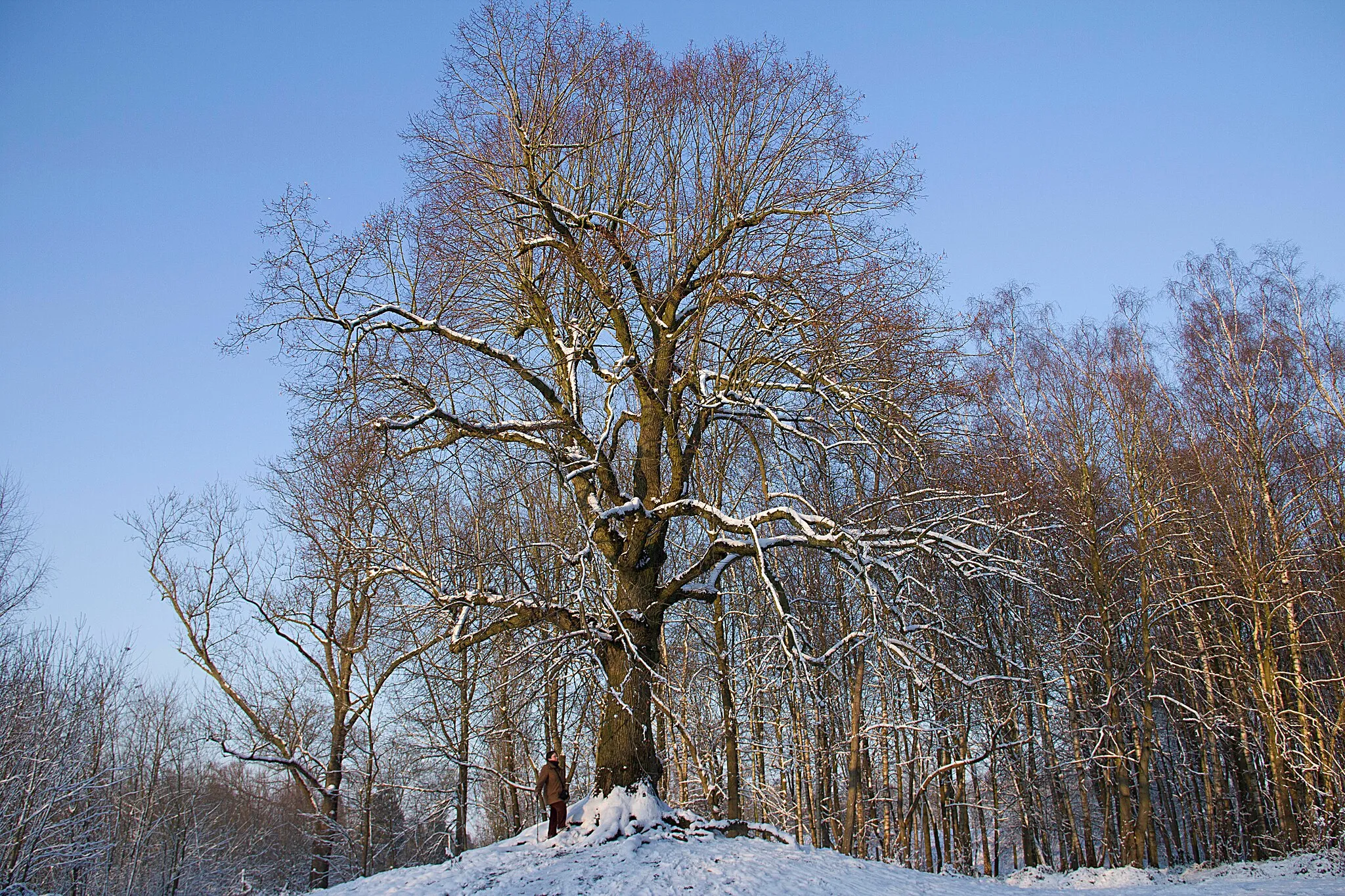 Photo showing: Hyon (Belgium), l’Arbre de la Liberté  (Tree of Liberty) - Common Lime (Tilia ×europaea L.) planted in the late of the eighteenth century.