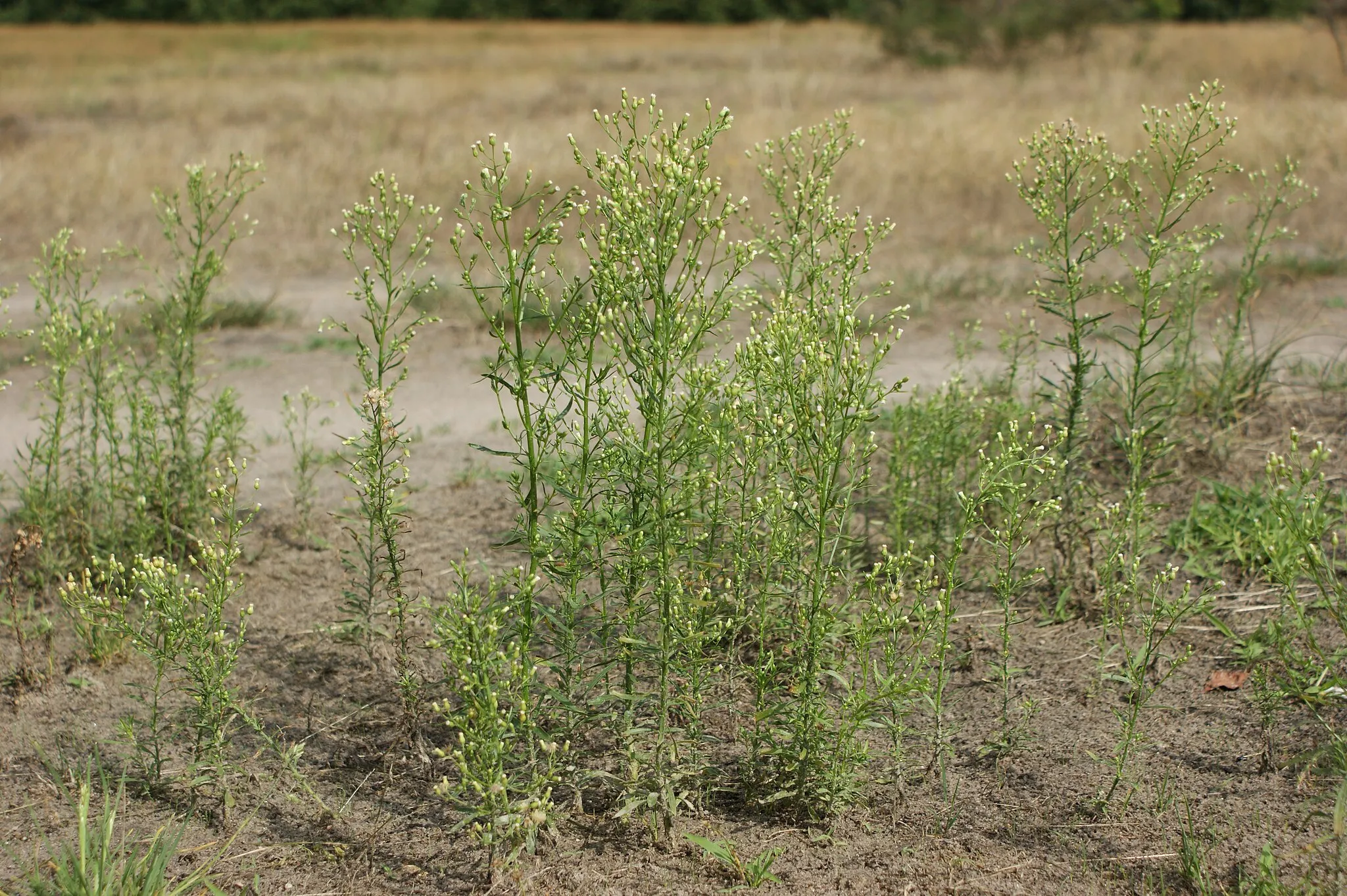 Photo showing: Erigeron canadensis in Szczecin Warszów, NW Poland