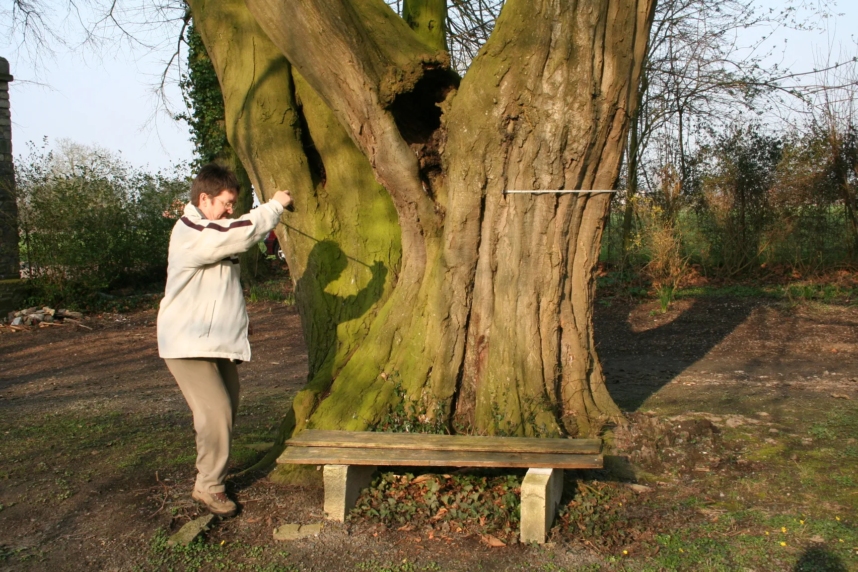 Photo showing: European Hornbeam.