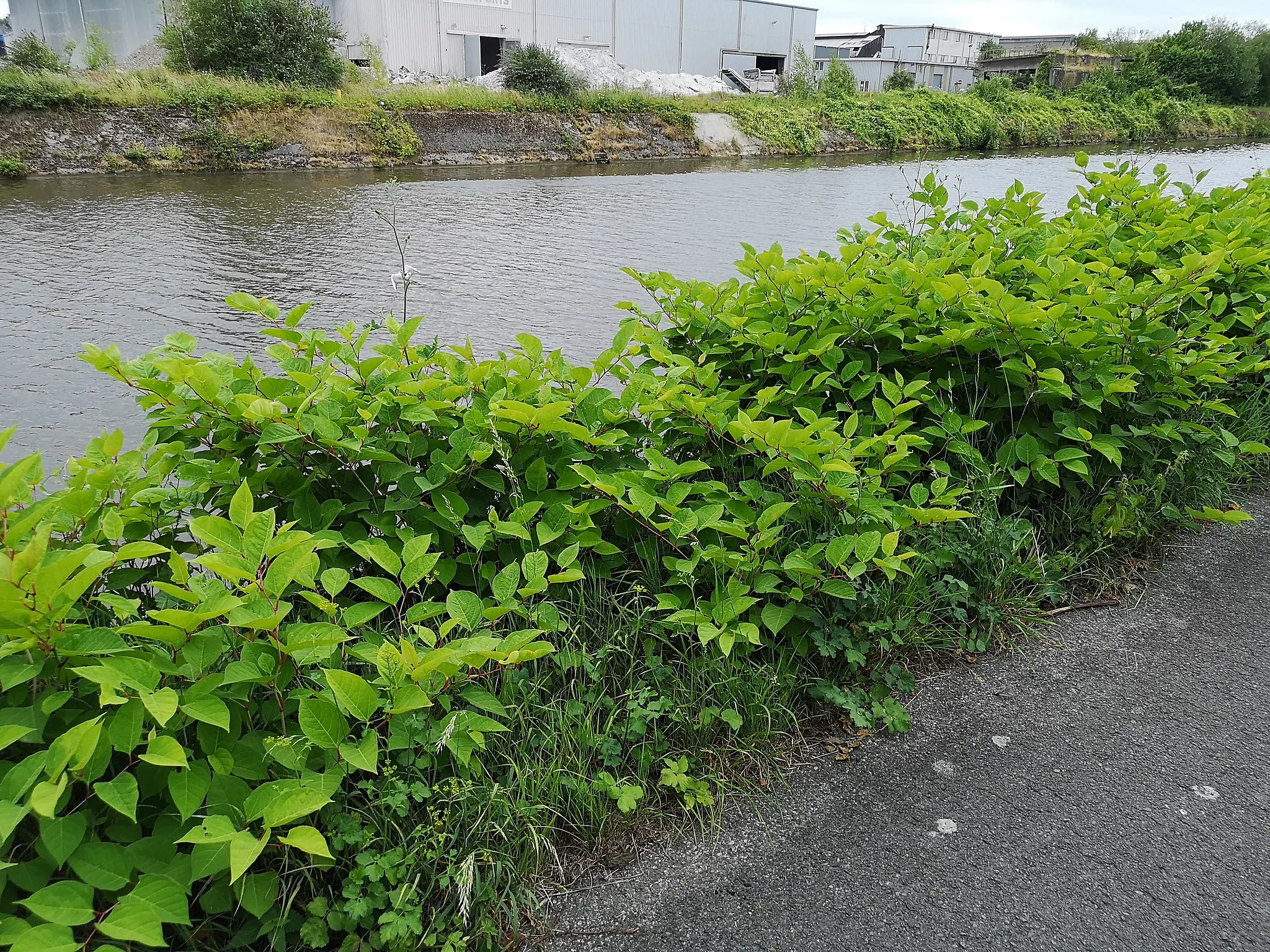 Photo showing: Japanese knotweed near Sambre river, Montignies-sur-Sambre, Charleroi, Belgium