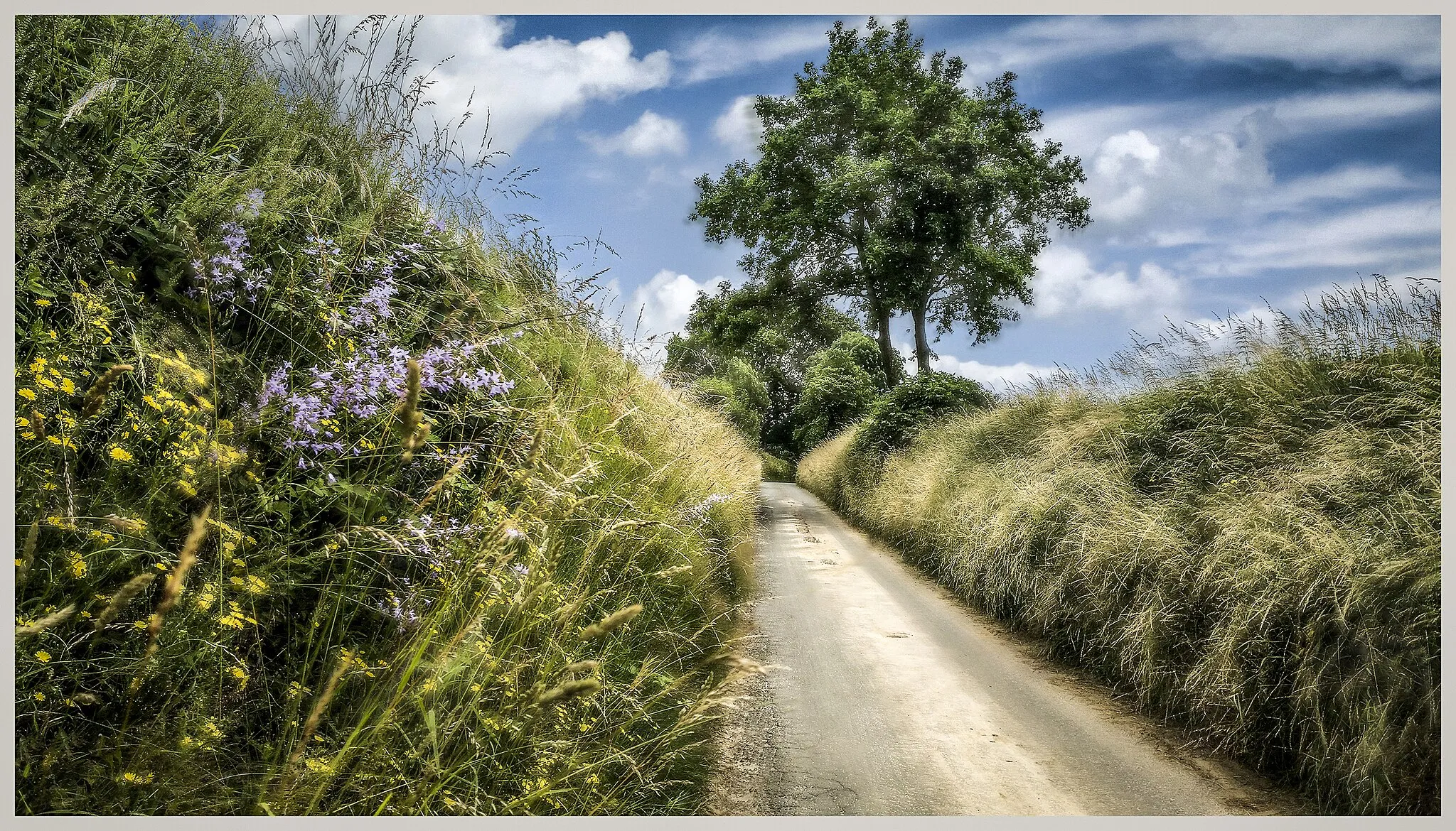 Photo showing: Bloemen versieren de berm.