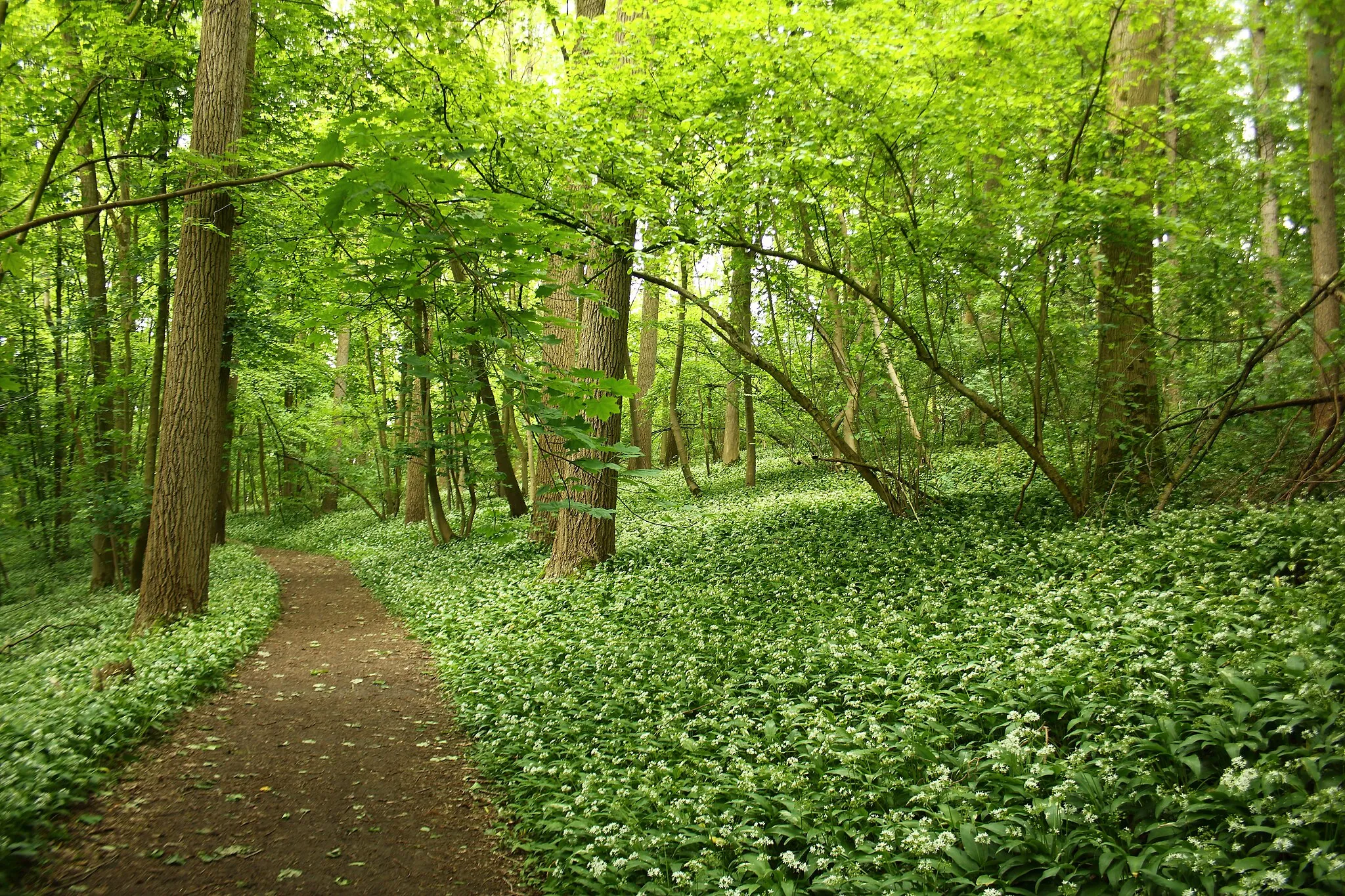 Photo showing: Raspaillebos, Vlaanderen, België