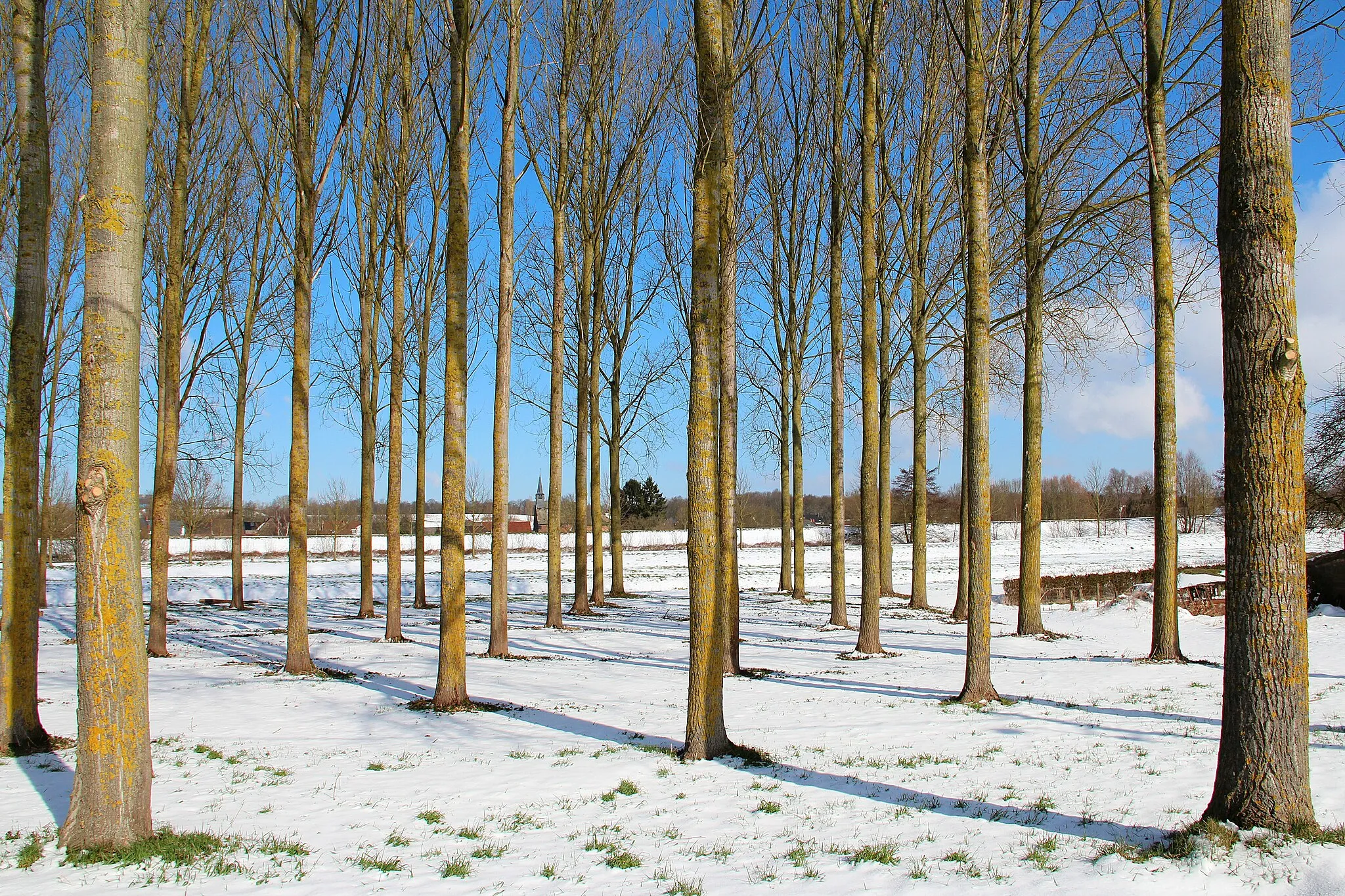 Photo showing: Havré (België), rue des Cheminots - The poplar grove and the Hamlet of Ghislage.