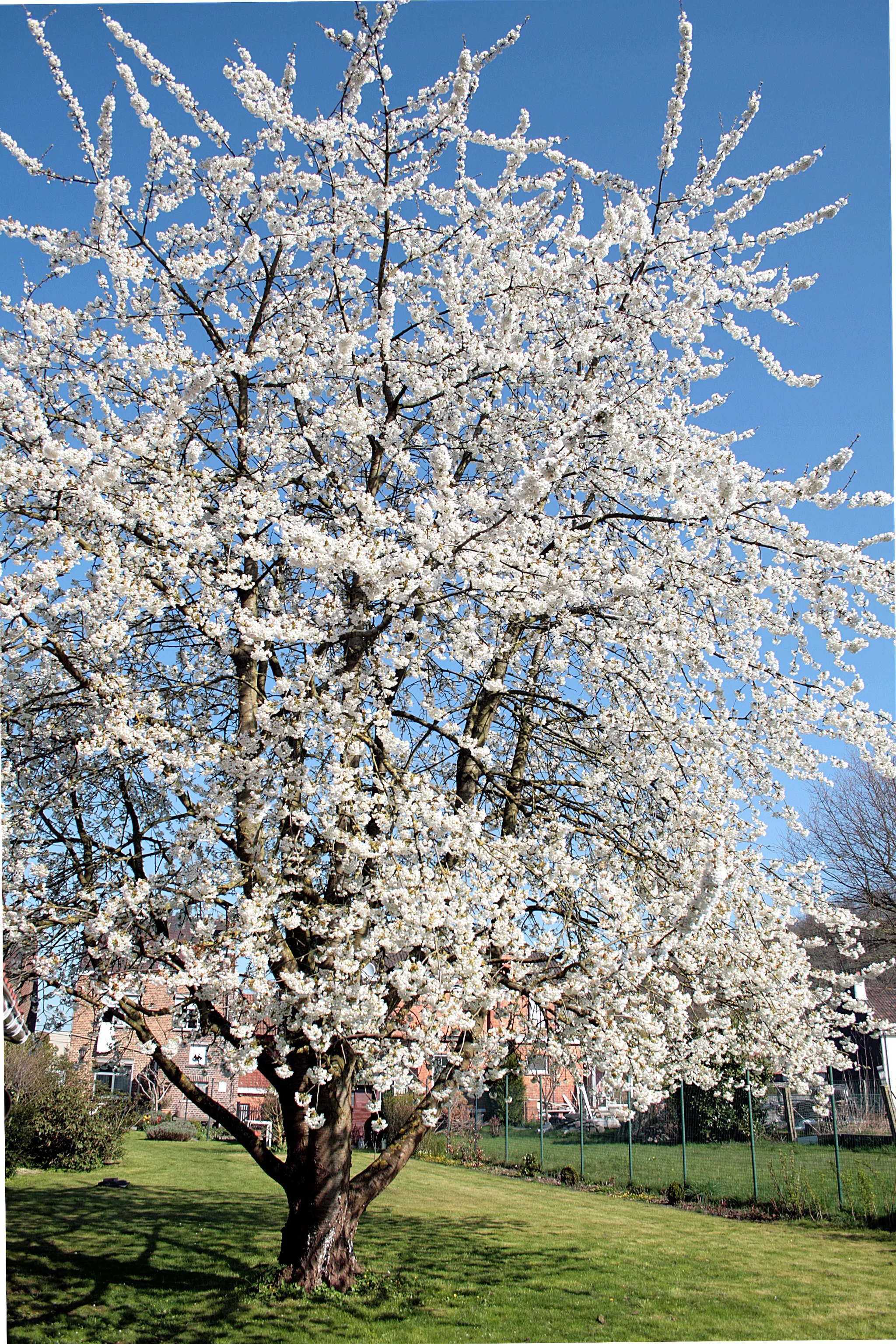 Photo showing: Sweet cherry (Prunus avium) - Havré (Belgium) - Lieu-dit "Hameau du Pire"