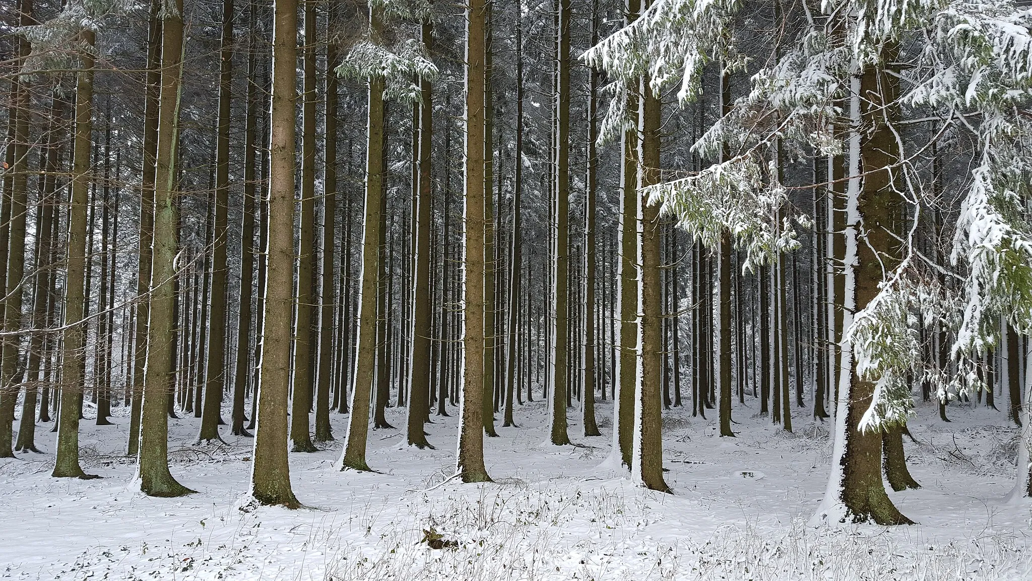 Photo showing: Sneeuw van maart 2016, bij Desnié, Ardennen, België