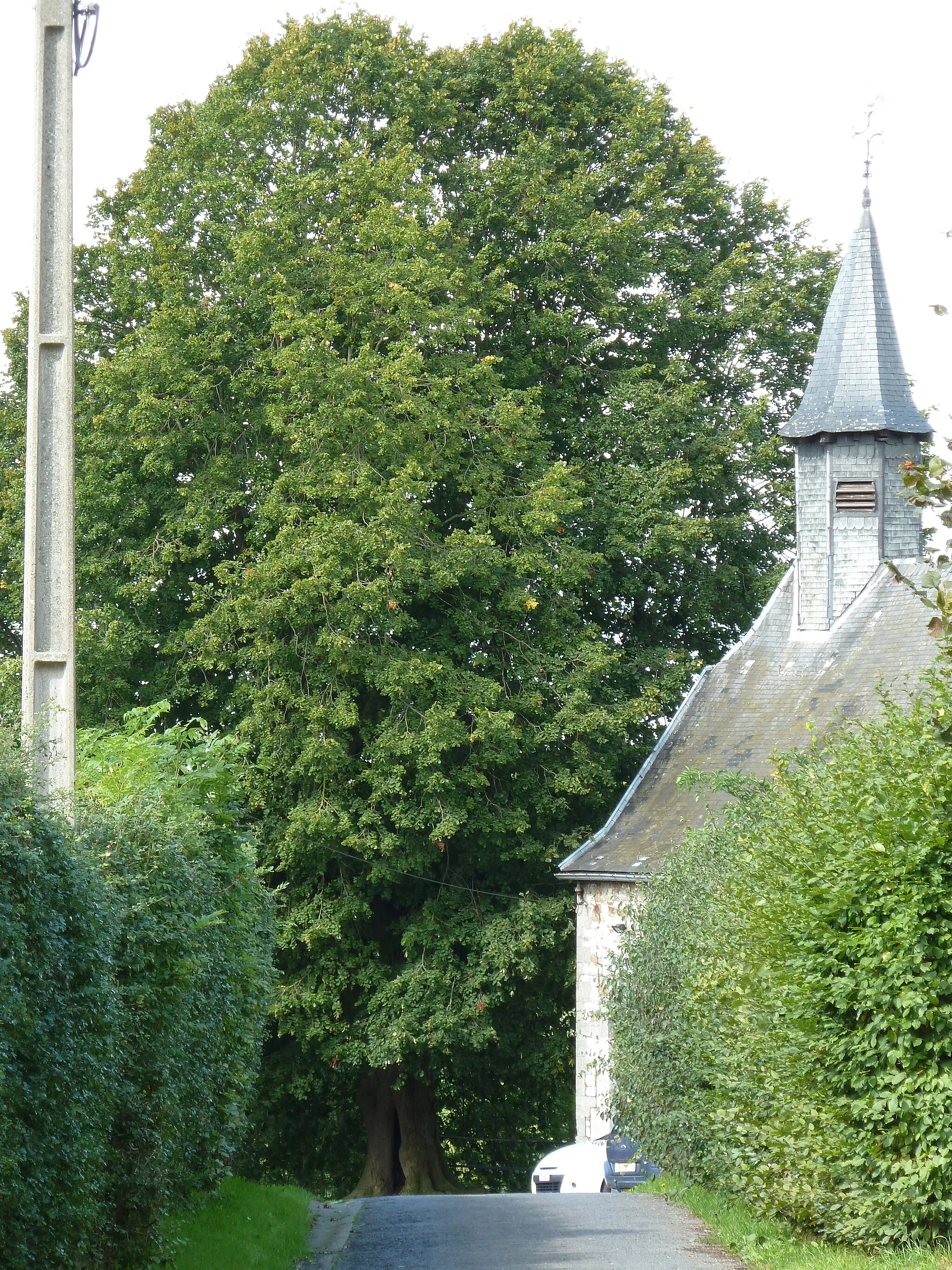 Photo showing: Nailtree of Le Fief next to the church, Olne, Belgium