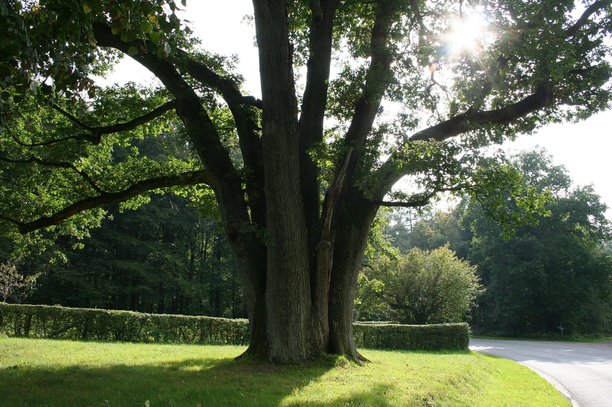 Photo showing: Pedunculate oak.