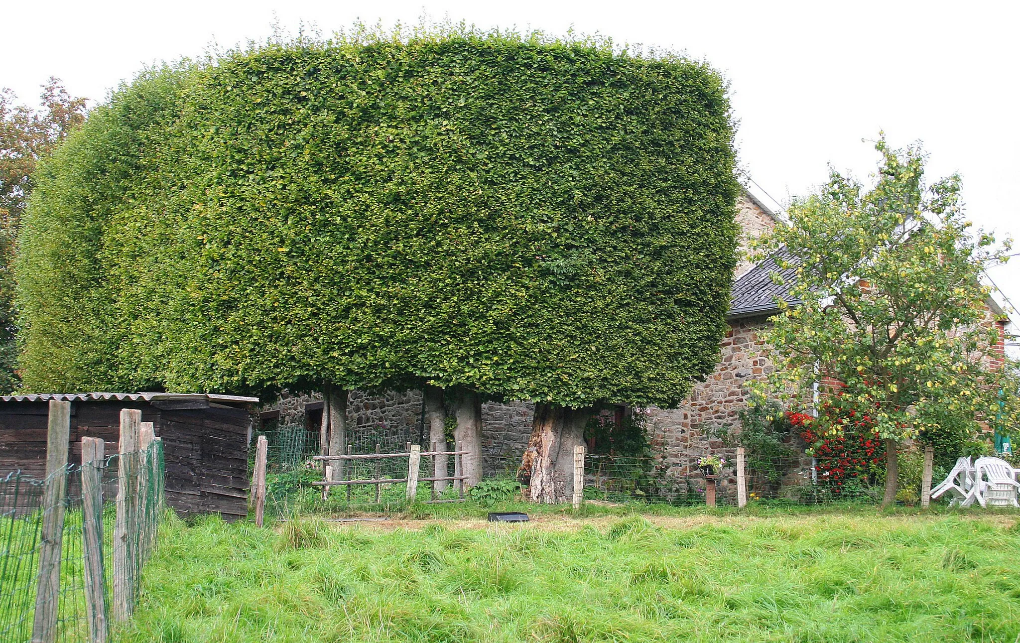 Photo showing: Solwaster (Belgique), haute haie de hêtres (Fagus sylvatica) appelée localement "grante haye" ou encore "grante avrûle".

Caractéristiques:
Hauteur: 8m
Longueur: 15m