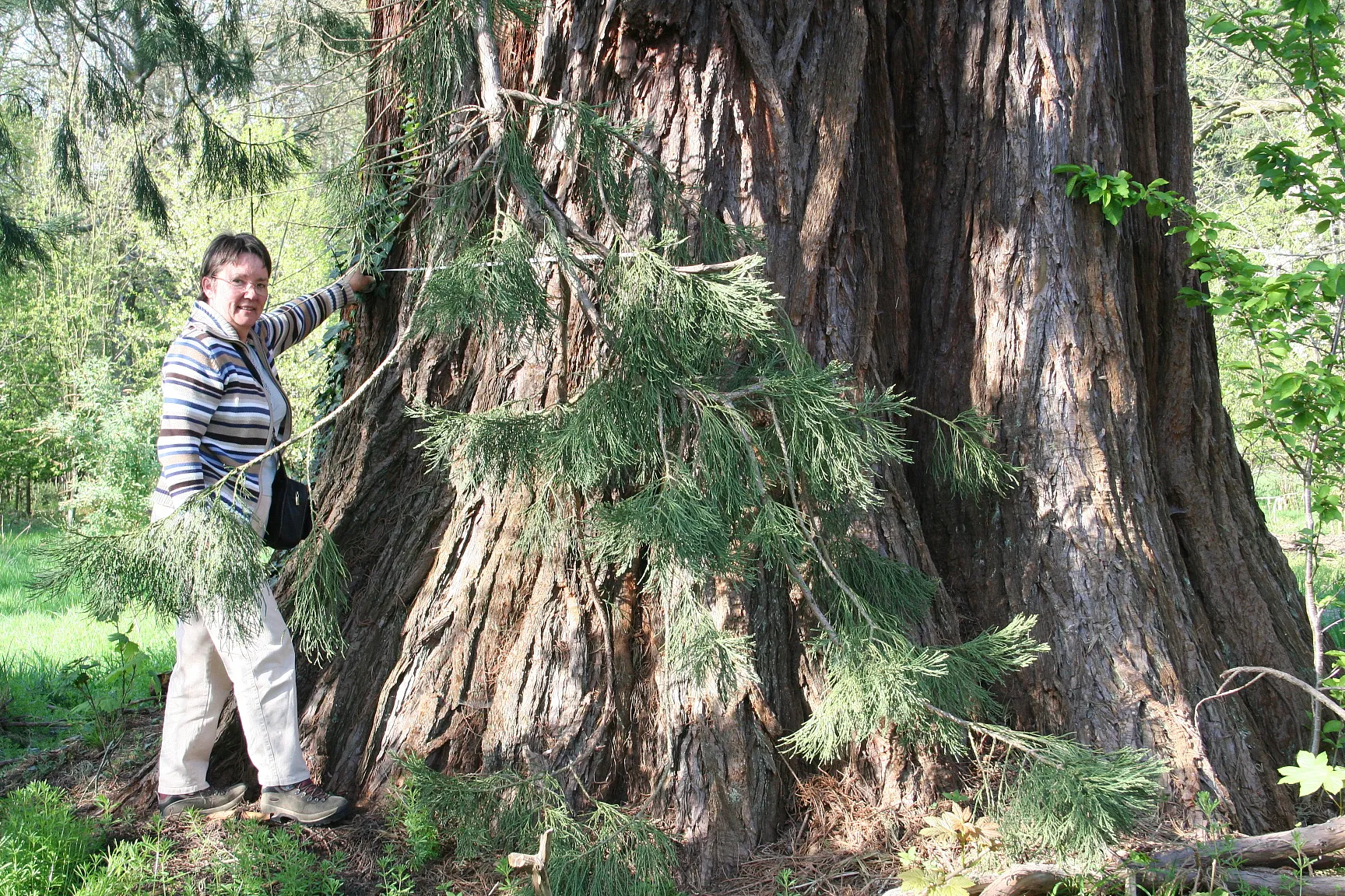 Photo showing: Giant Sequoia