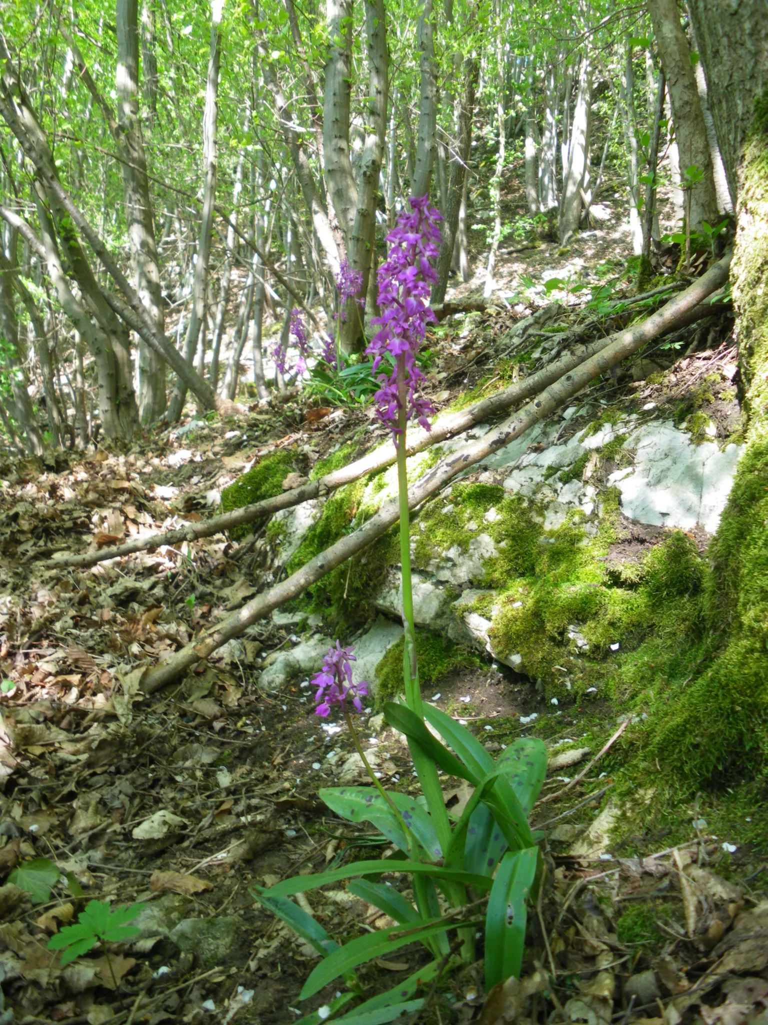 Photo showing: fr:Roche-aux-faucons, fr:orchis ( à fr:Neupré)