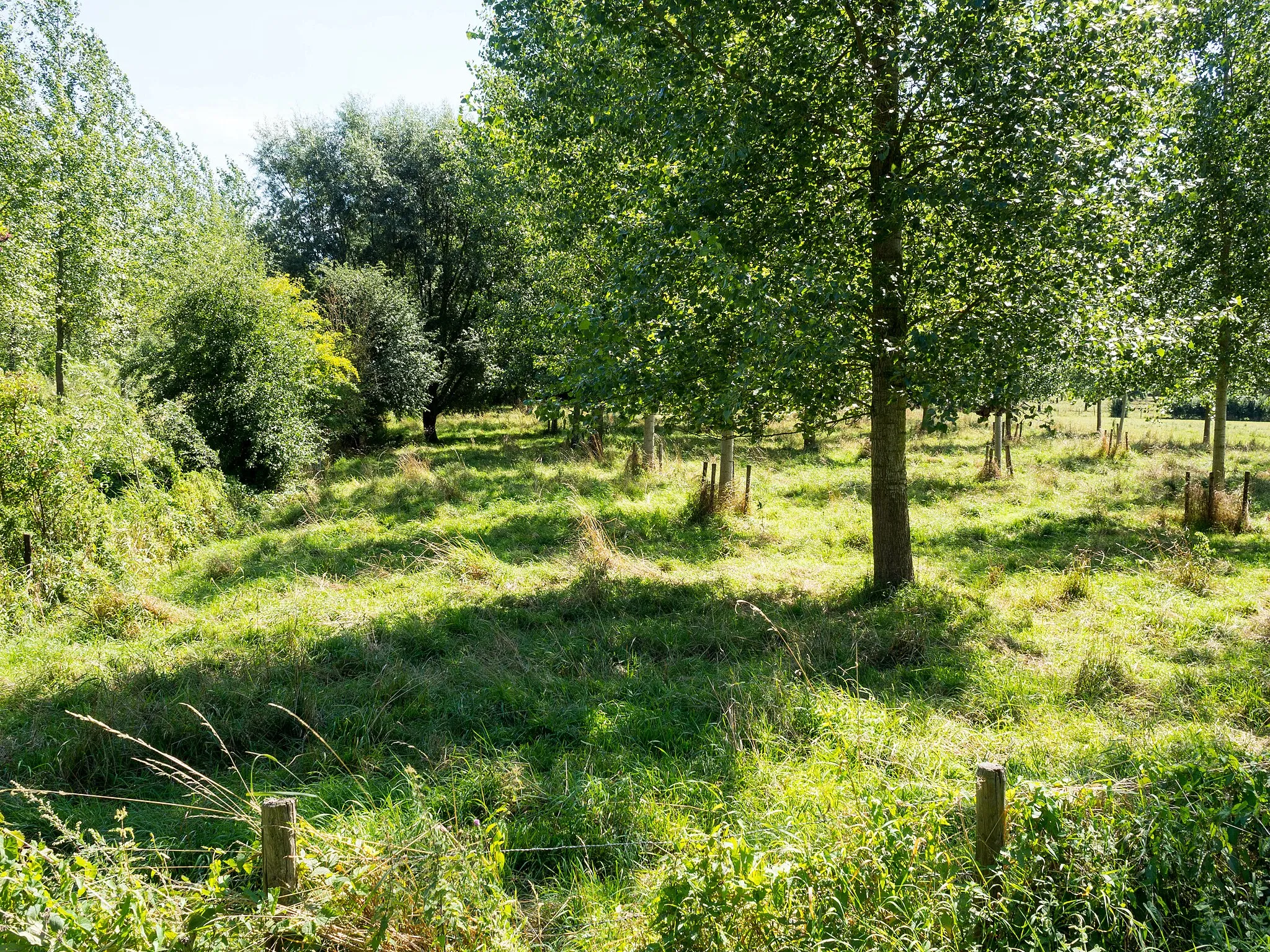 Photo showing: Play of light and shadow in a lone pasture.