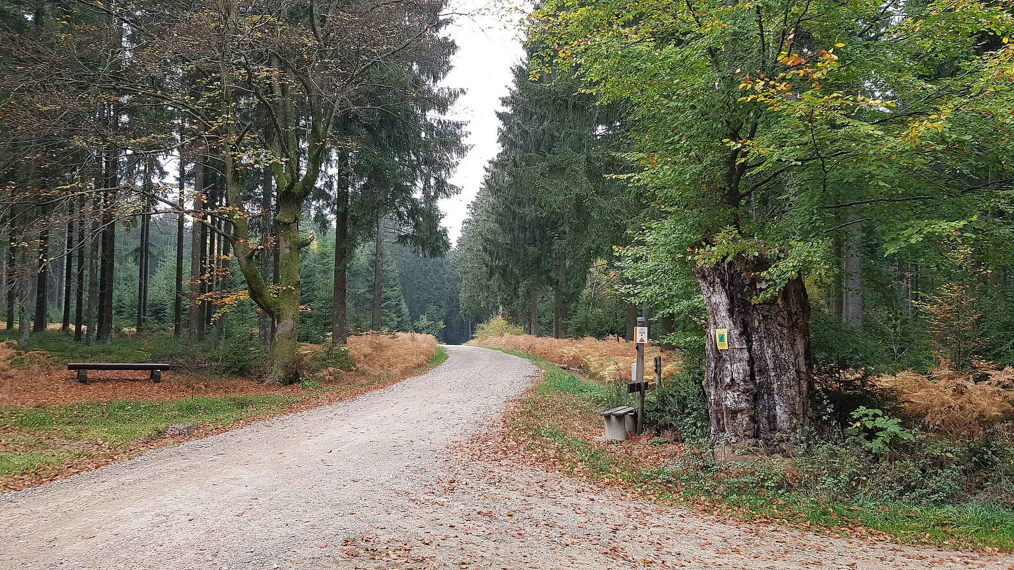 Photo showing: im Wald bei Meyerode, Amel, Belgien