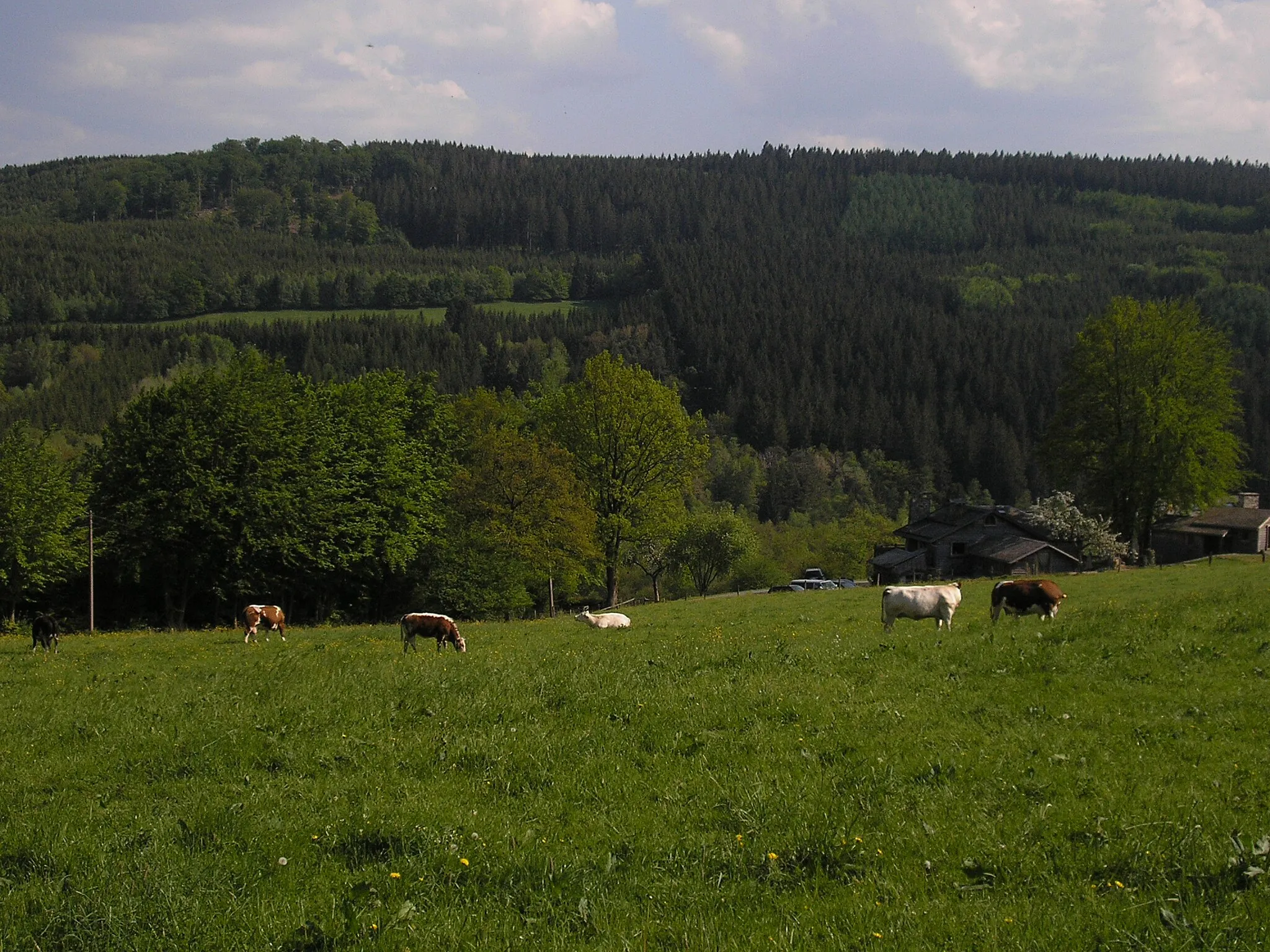 Photo showing: Ameltal unterhalb von Thirimont, im Hintergrund der Wolfsbusch.