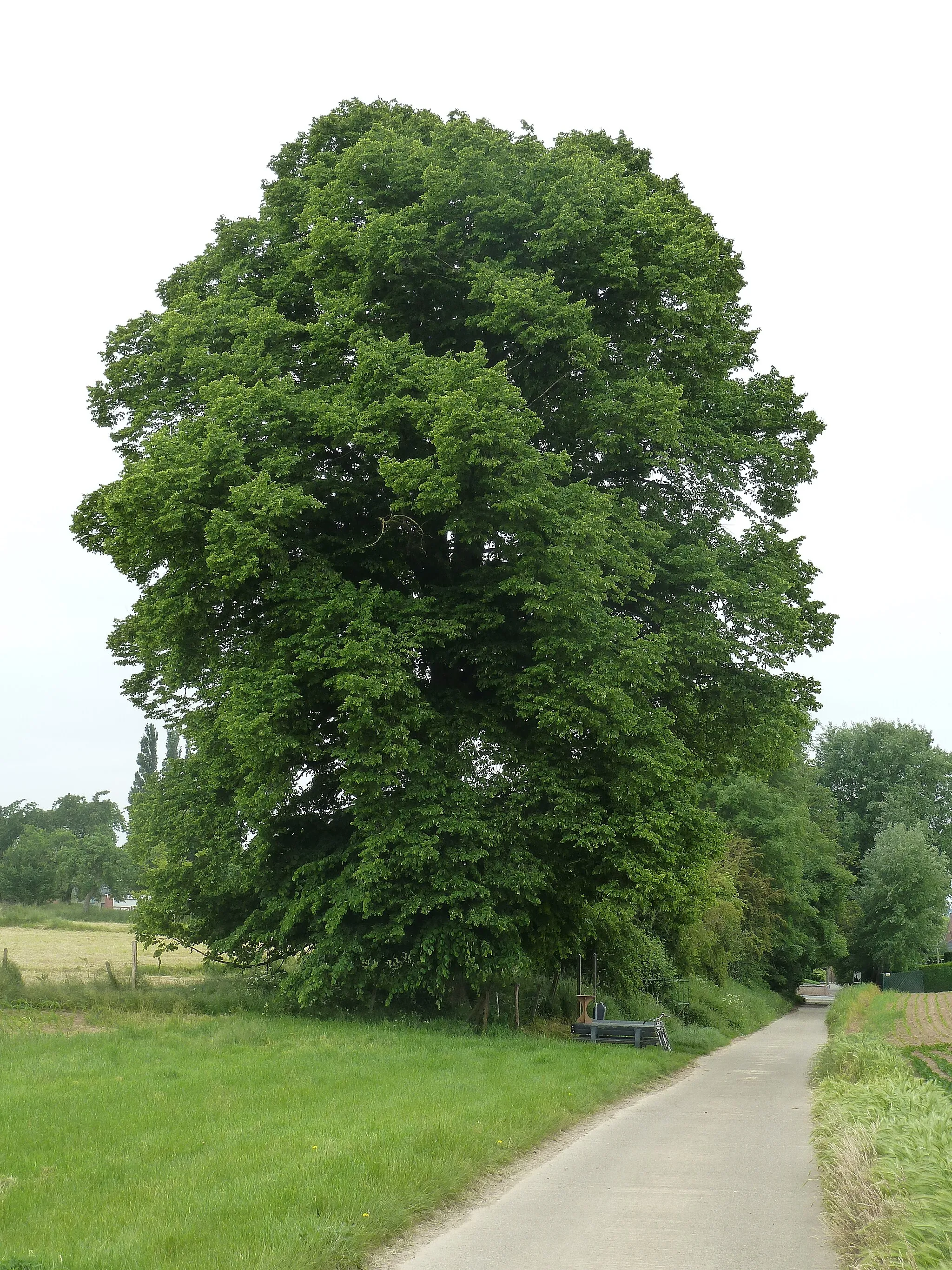 Photo showing: Kwartjesboom, Val-Meer, Riemst, België