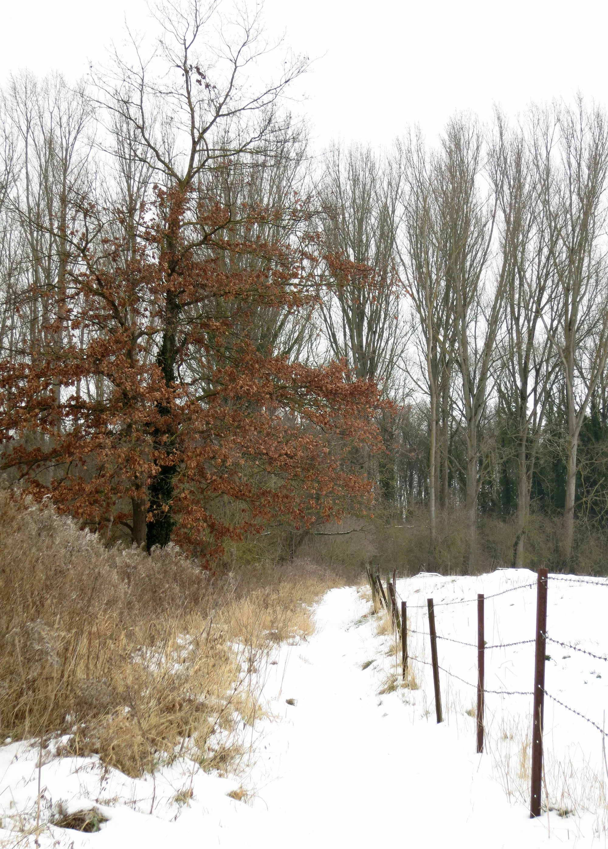 Photo showing: Natuurreservaat Hollogne sur Geer